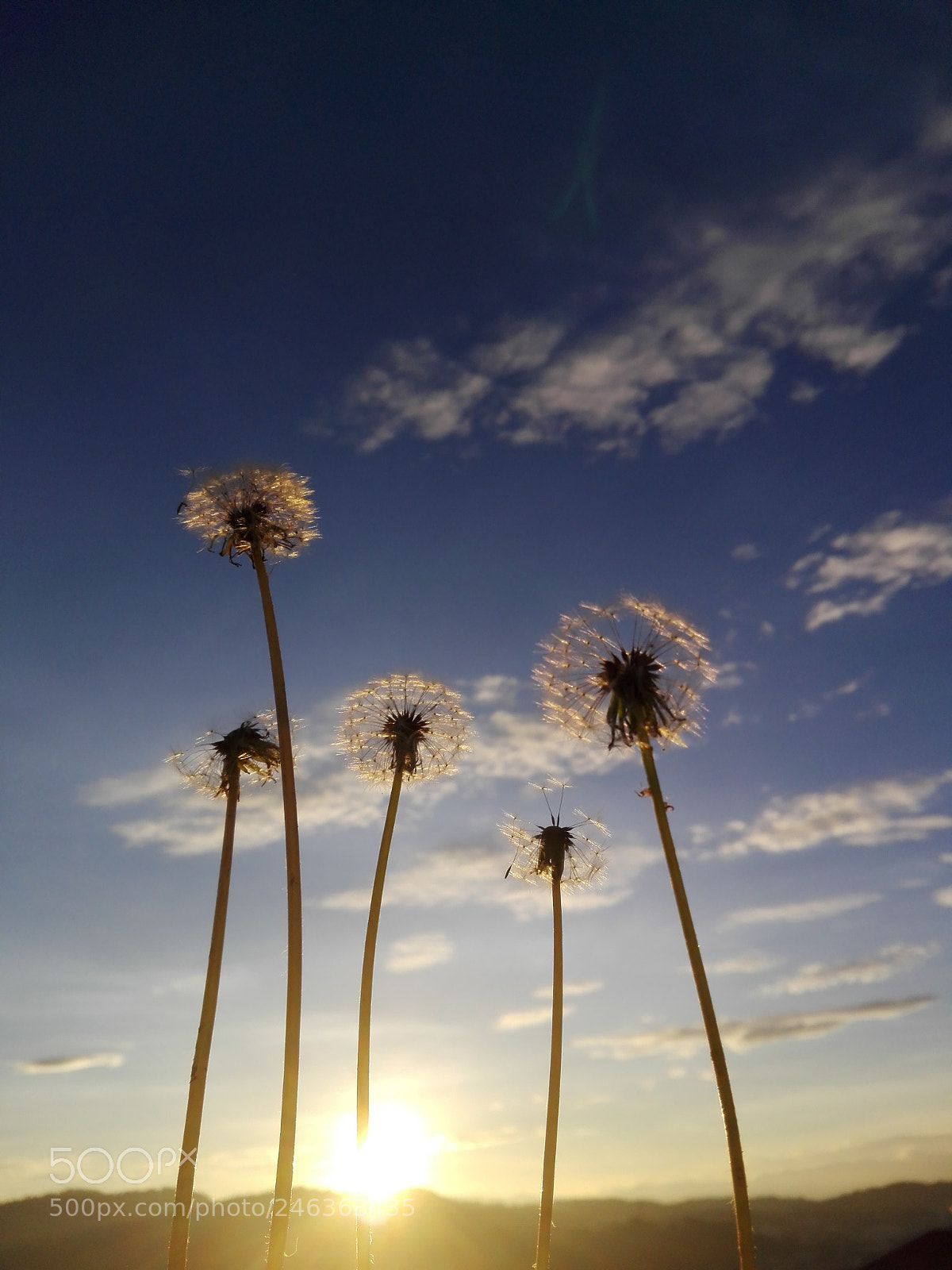 HUAWEI Y6II sample photo. Dandelion family photography