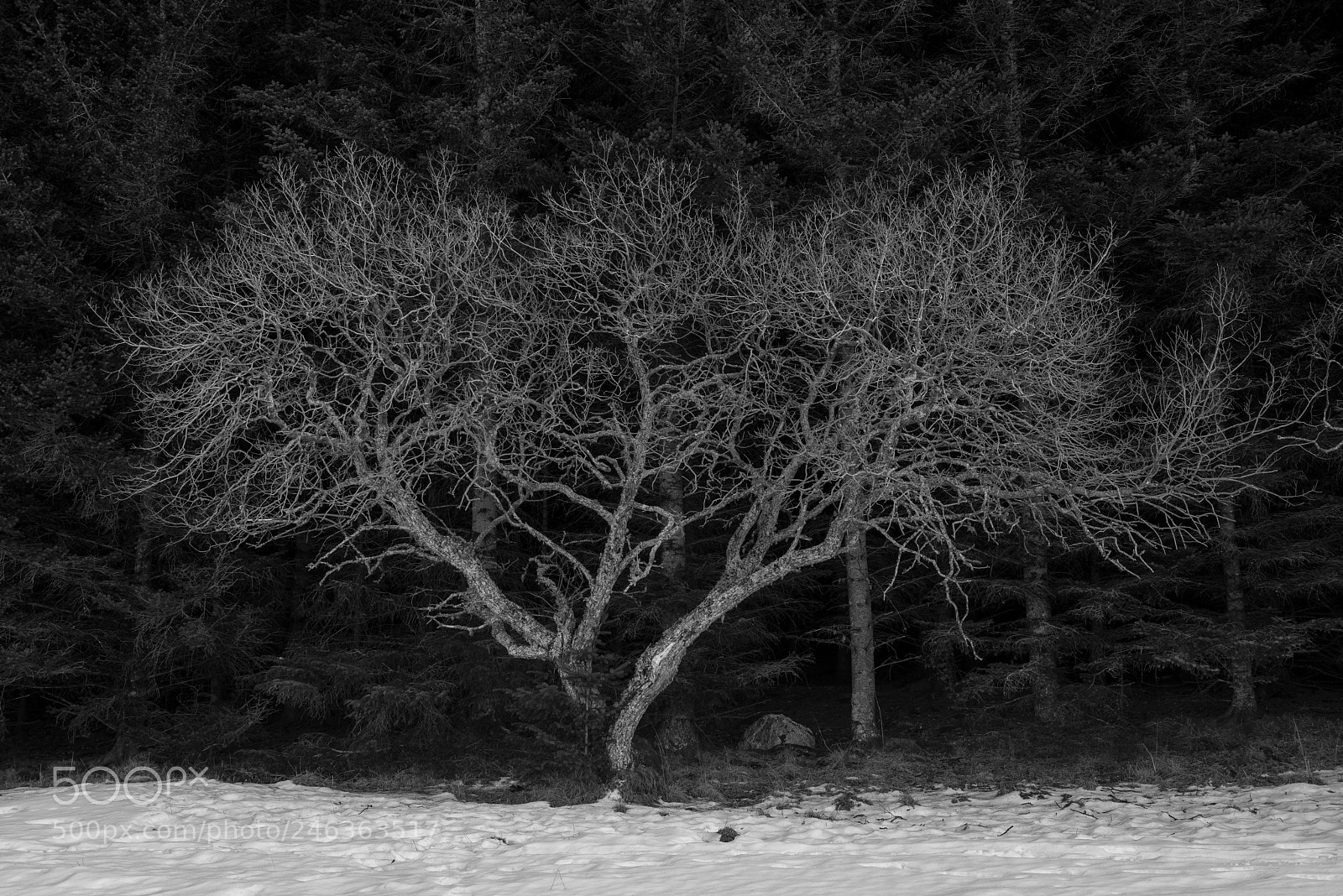 Nikon D810 sample photo. Skeletal tree. tj tta photography