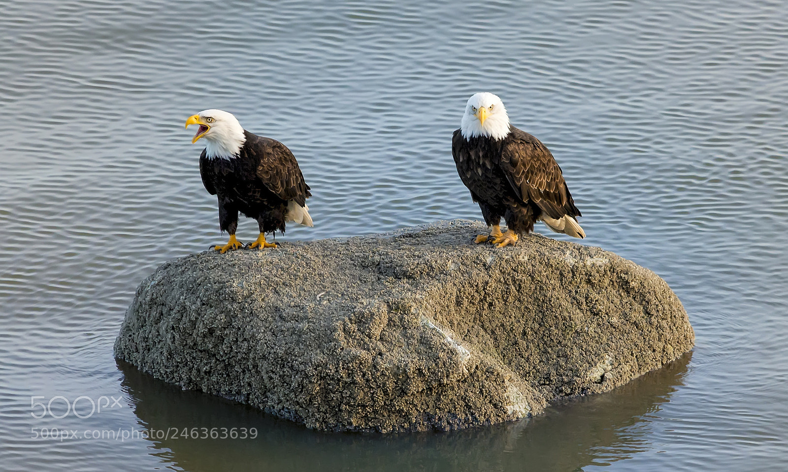 Nikon D800 sample photo. Bald eagles photography