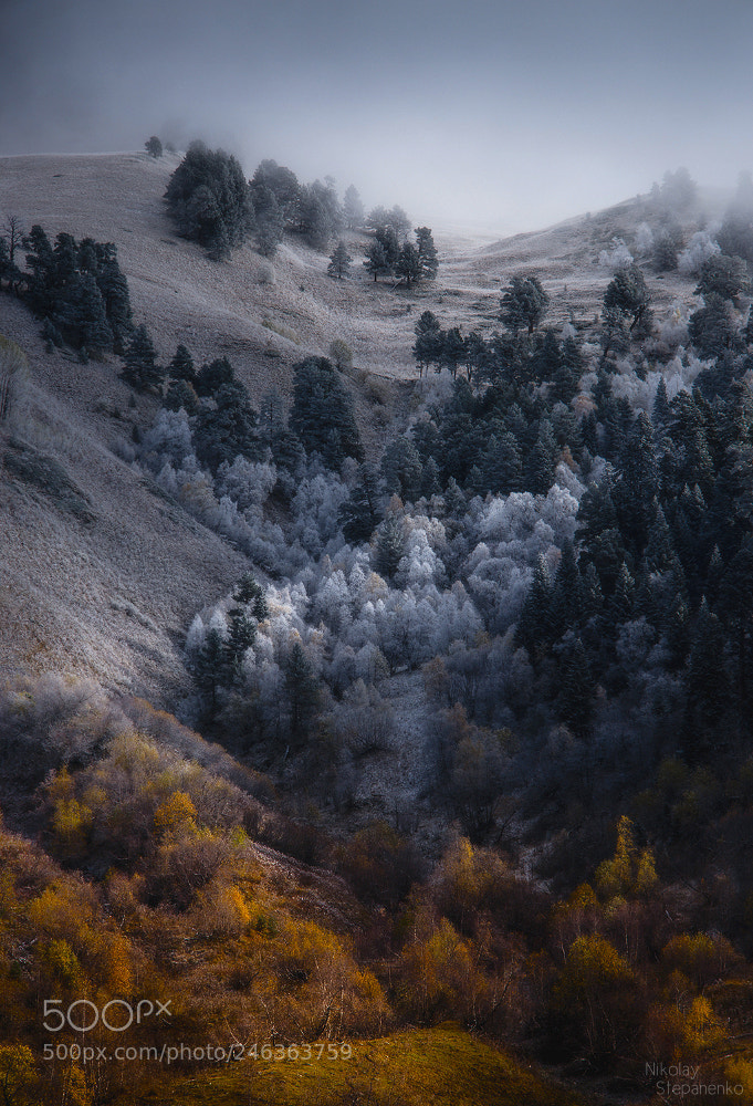 Nikon D600 sample photo. The gradient of winter photography