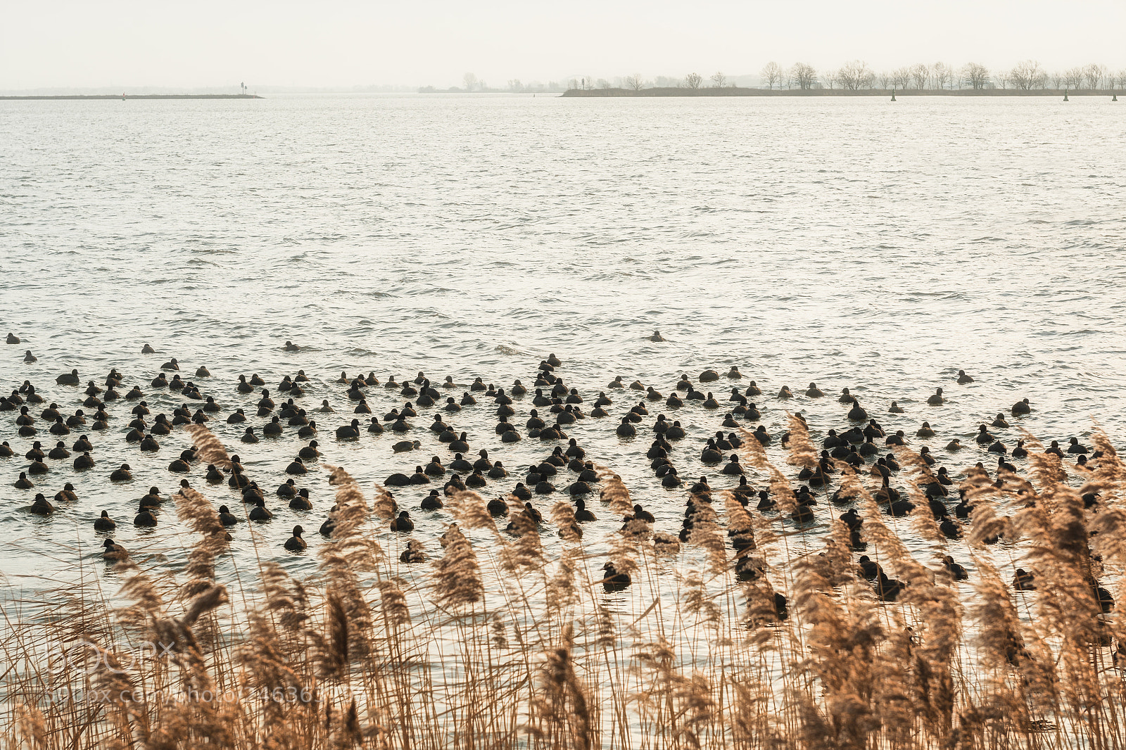 Nikon D7100 sample photo. Large group of coots... photography