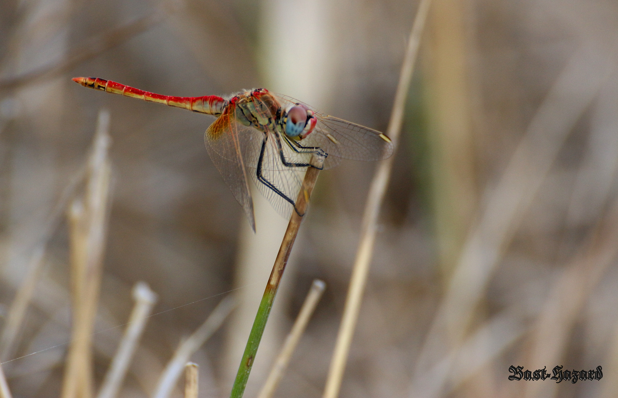 Canon EOS 100D (EOS Rebel SL1 / EOS Kiss X7) sample photo. Sympetrum fonscolombii (sympetrum à nervures rouges) photography