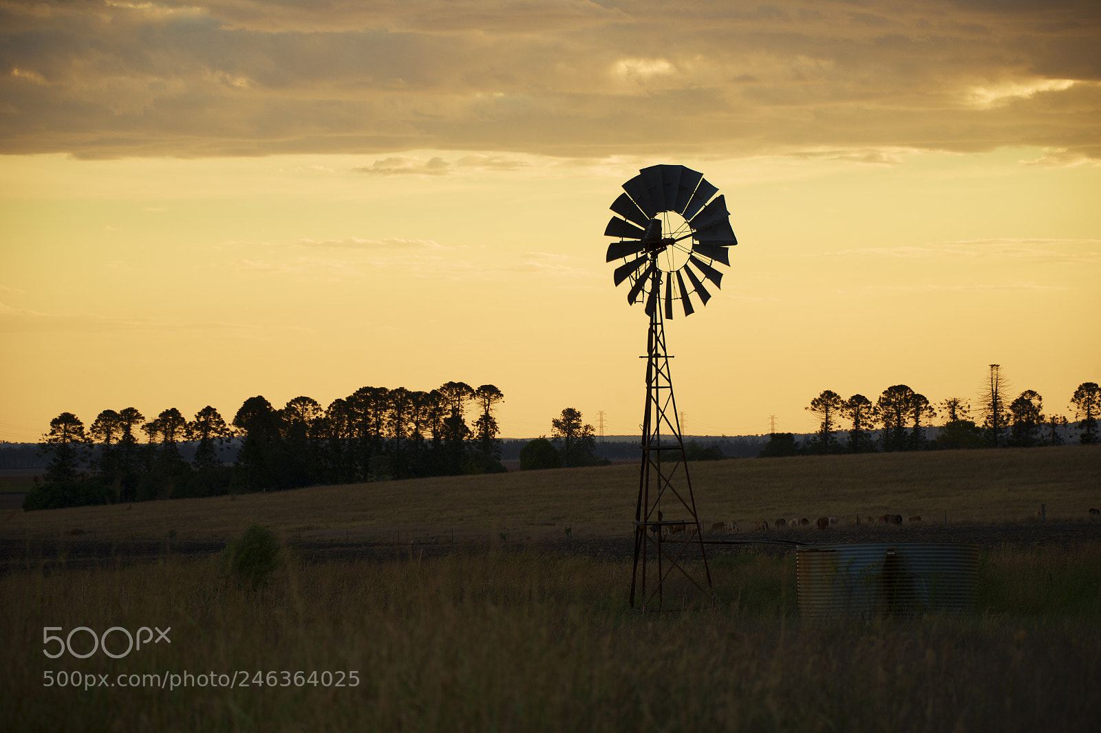 Nikon D800 sample photo. Australian windmill in the photography