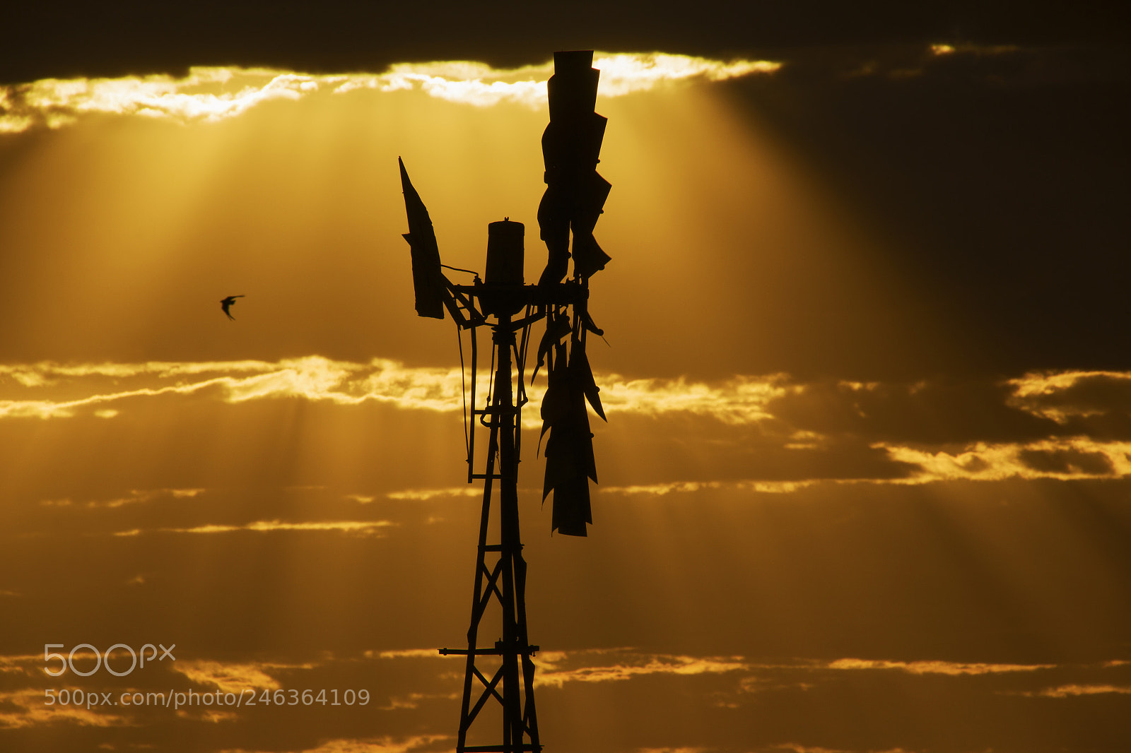 Nikon D800 sample photo. Australian windmill in the photography