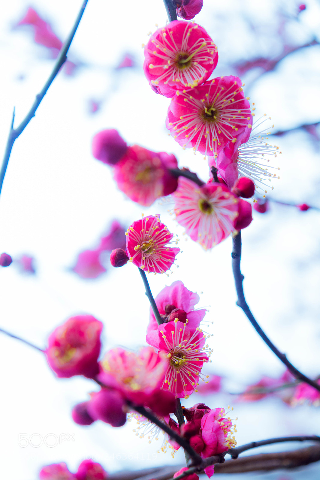 Nikon D5200 sample photo. Plum blossom2 photography