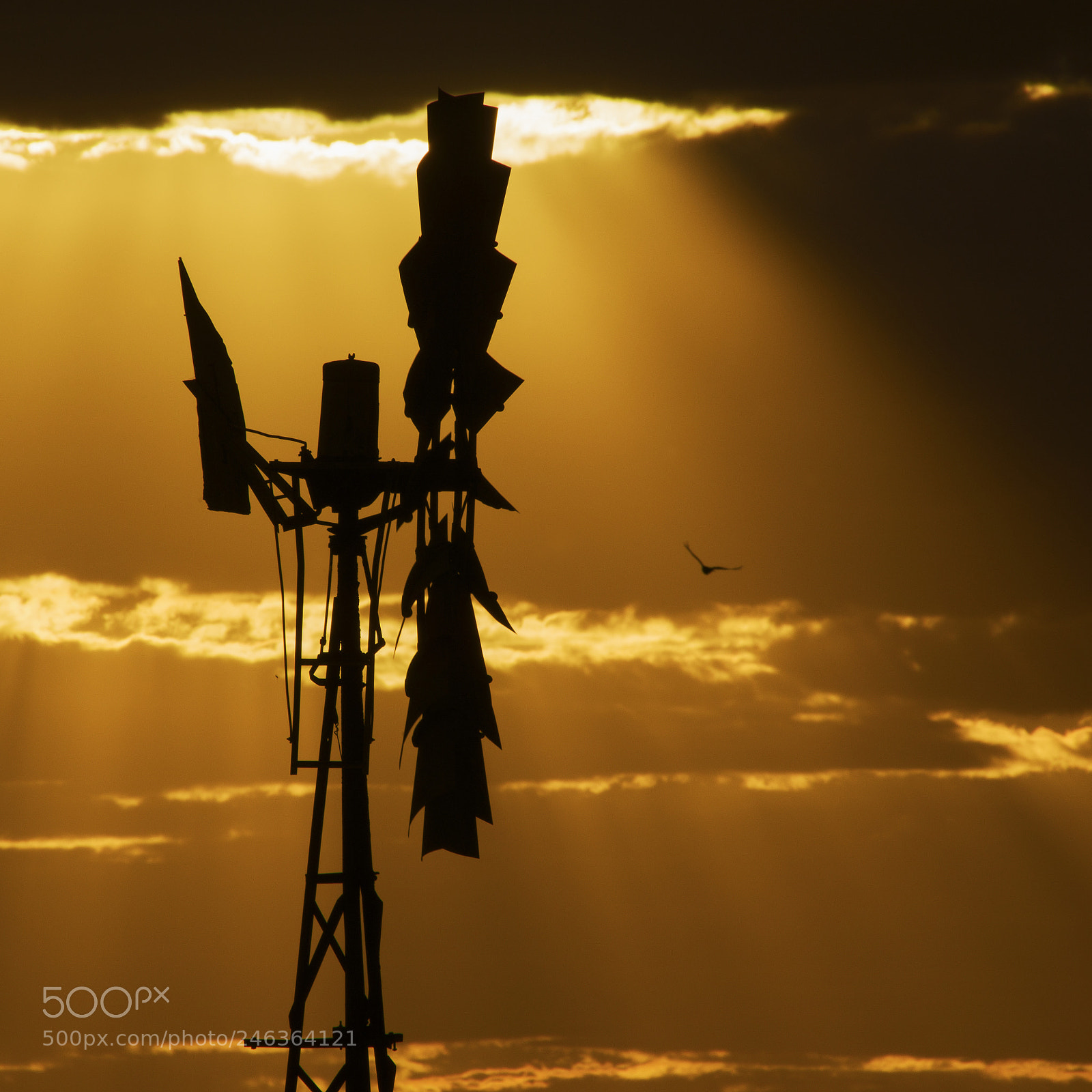 Nikon D800 sample photo. Australian windmill in the photography