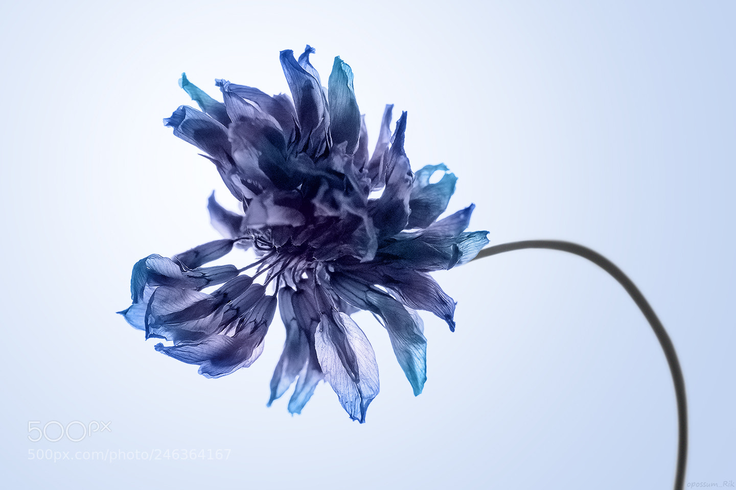 Panasonic Lumix DMC-FZ1000 sample photo. Blue flower photography