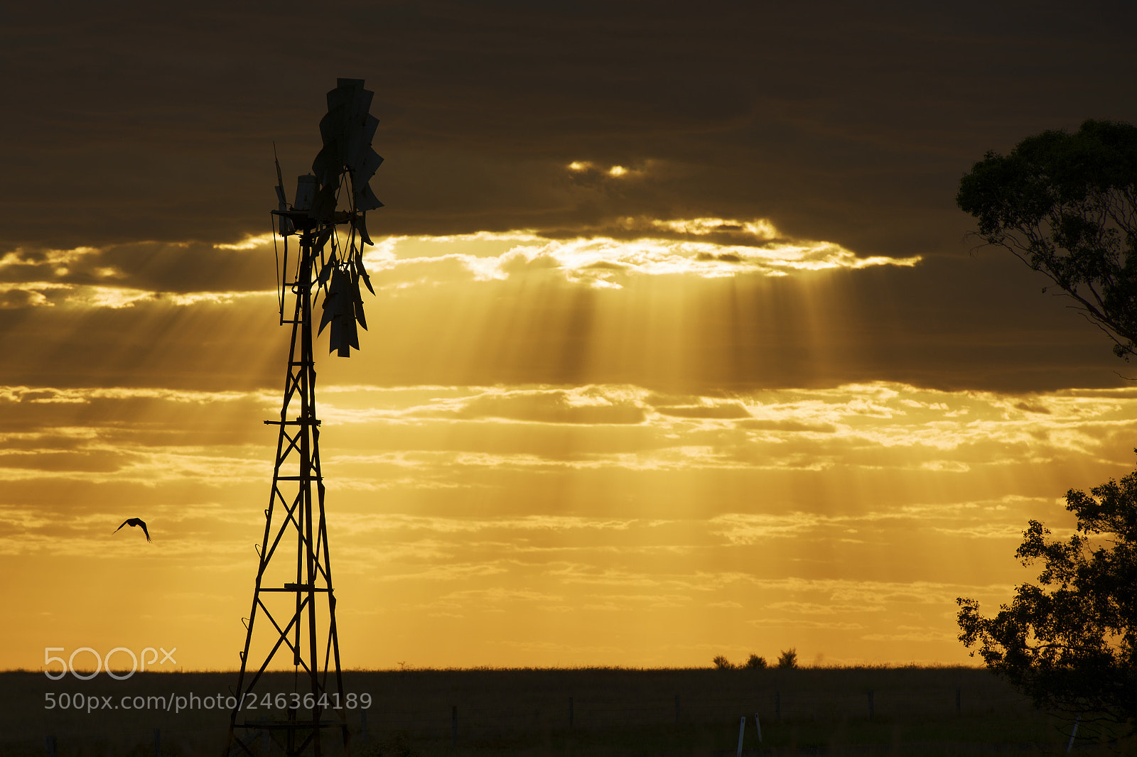 Nikon D800 sample photo. Australian windmill in the photography