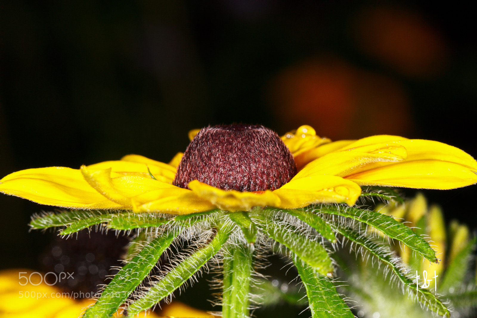 Canon EOS 7D sample photo. Untitled photography
