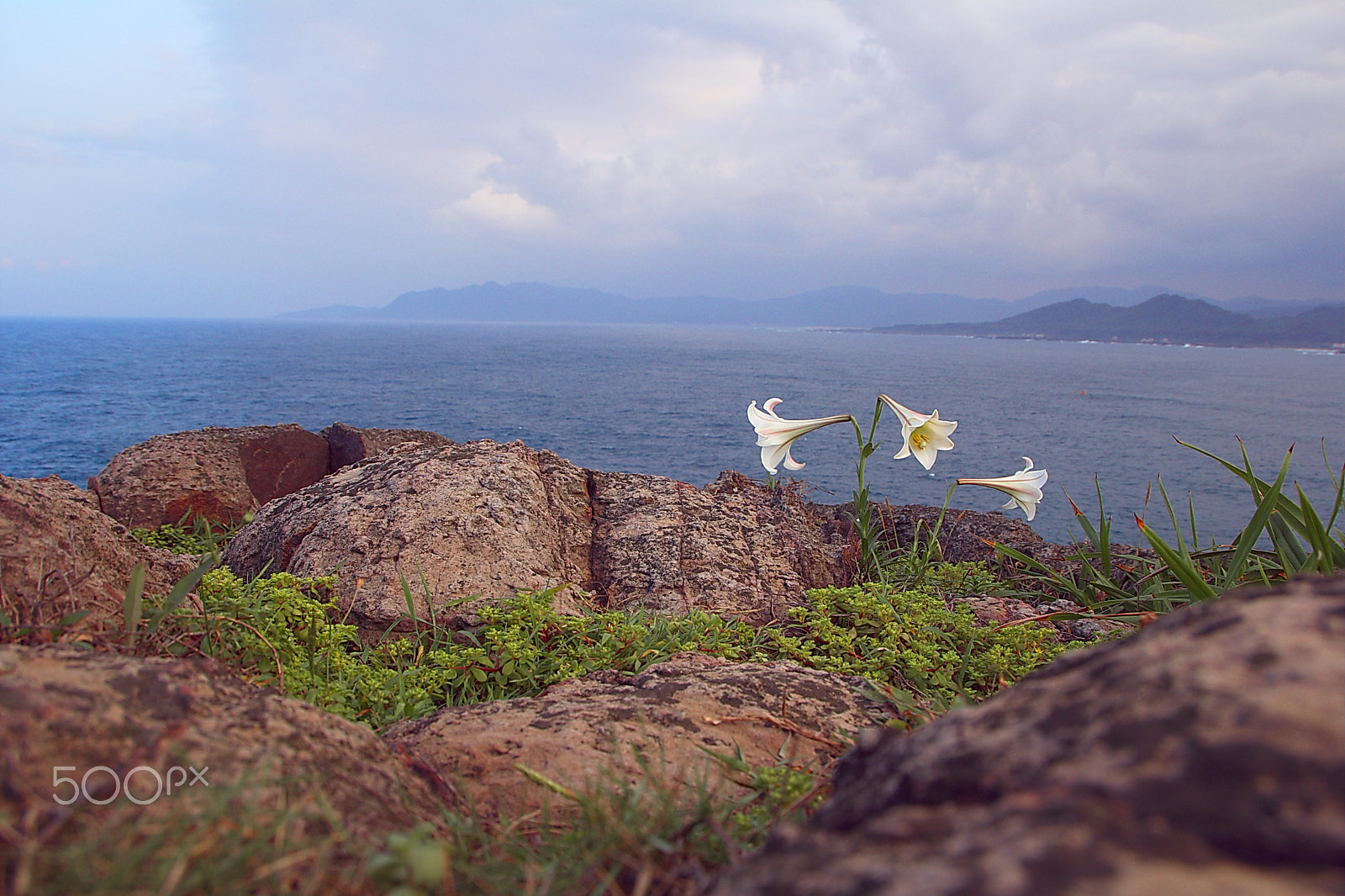 Canon EOS 60D sample photo. Taiwanese lily flowers grown on the coast rocks photography