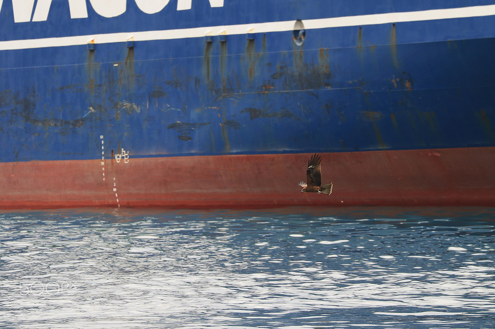 Canon EF 70-300mm F4-5.6L IS USM sample photo. Black kite flying over the water in keelung port taiwan photography