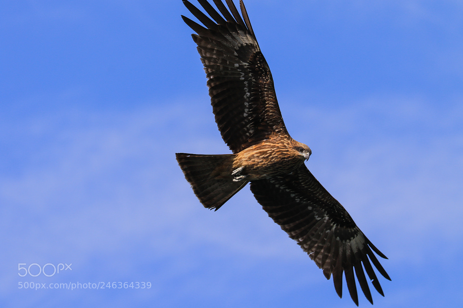 Canon EOS 7D Mark II sample photo. Black kite flying high photography