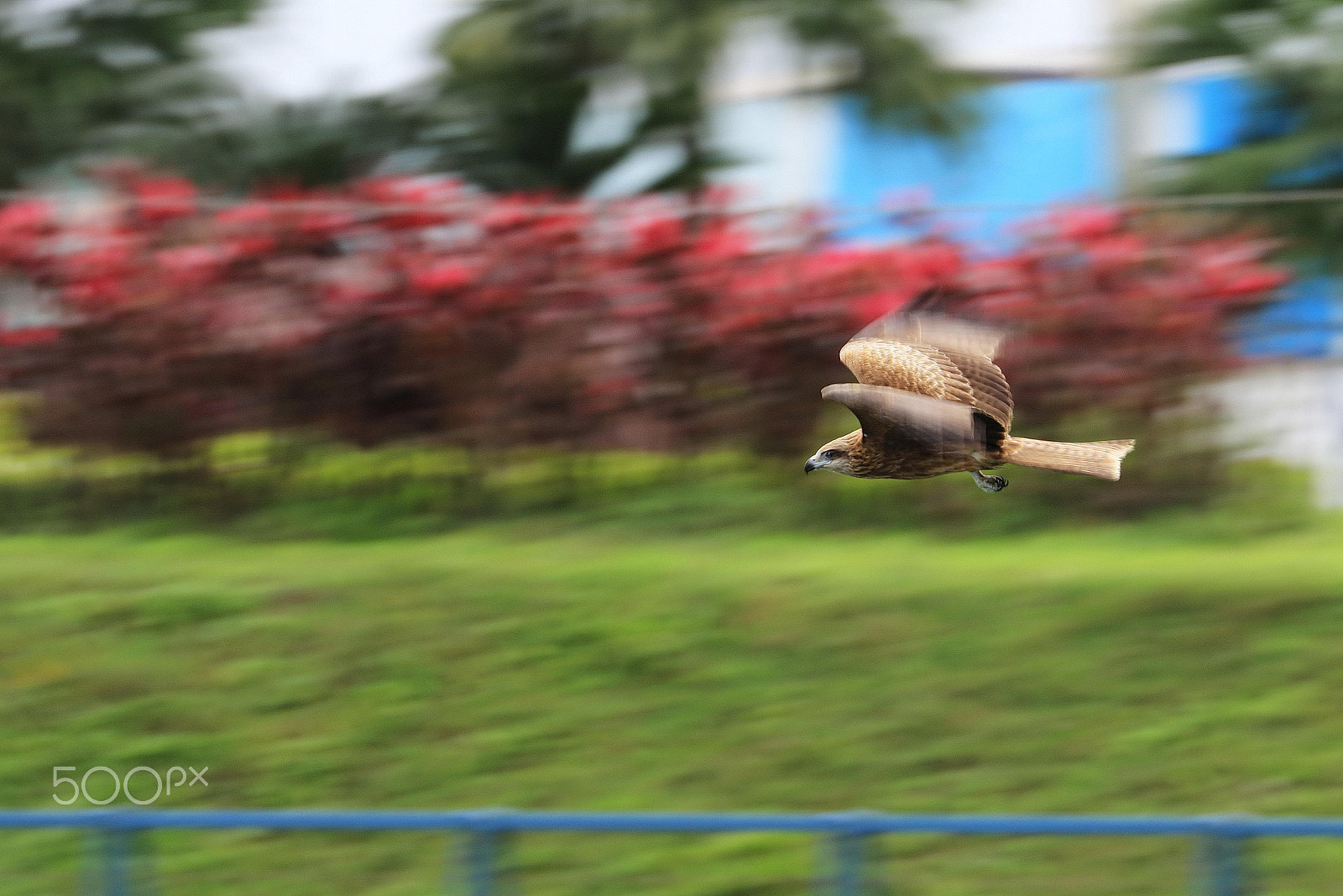 Canon EF 70-300mm F4-5.6L IS USM sample photo. Black kite piercing through keelung port taiwan photography