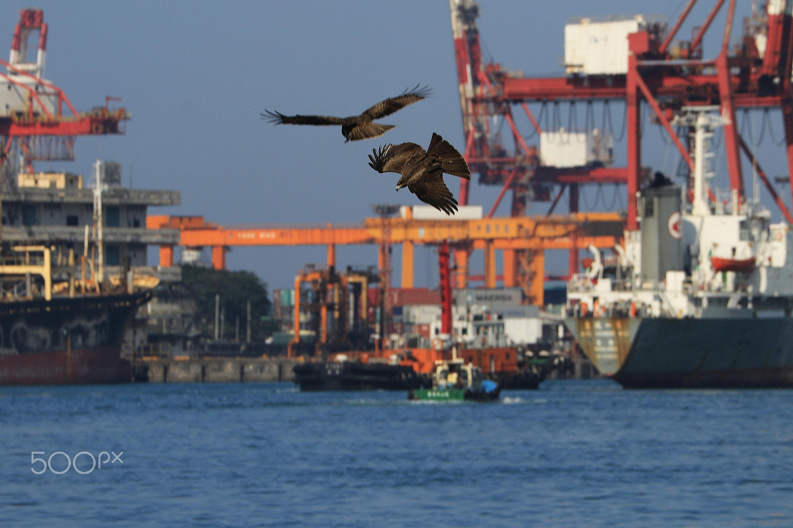 Canon EF 70-300mm F4-5.6L IS USM sample photo. Black kite playing in keelung port taiwan photography