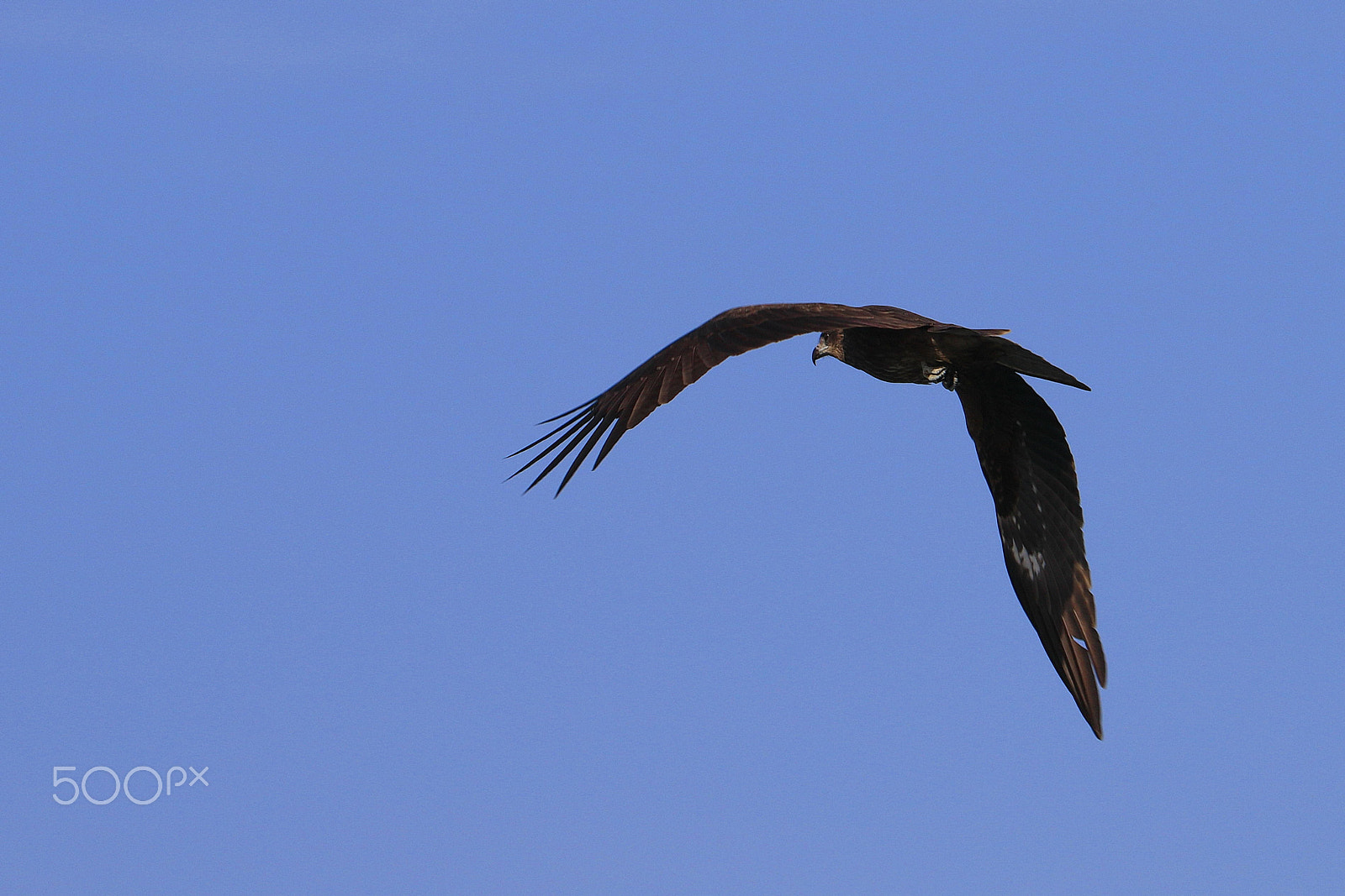Canon EF 70-300mm F4-5.6L IS USM sample photo. Black kite soaring above keelung port taiwan photography