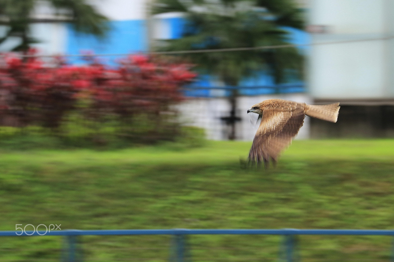 Canon EF 70-300mm F4-5.6L IS USM sample photo. Black kite shot by slow shutter in keelung port taiwan photography
