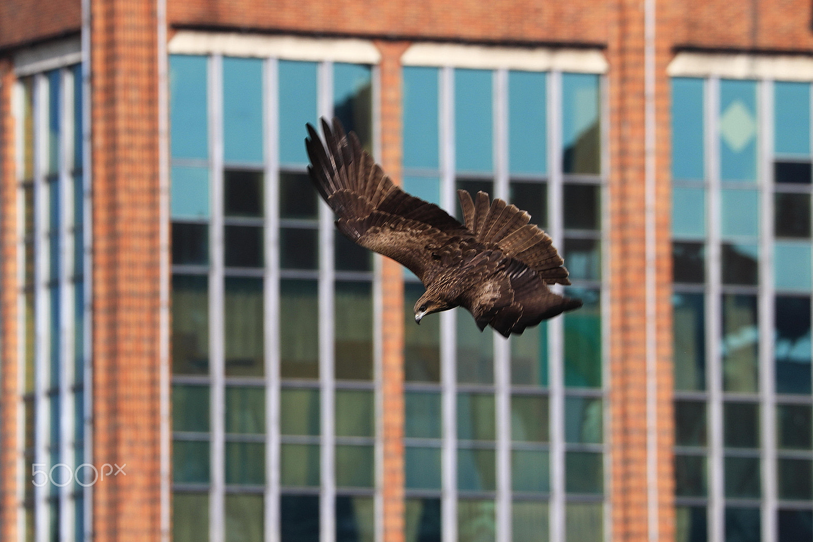 Canon EF 70-300mm F4-5.6L IS USM sample photo. Black kite taking a dive in keelung port taiwan () photography