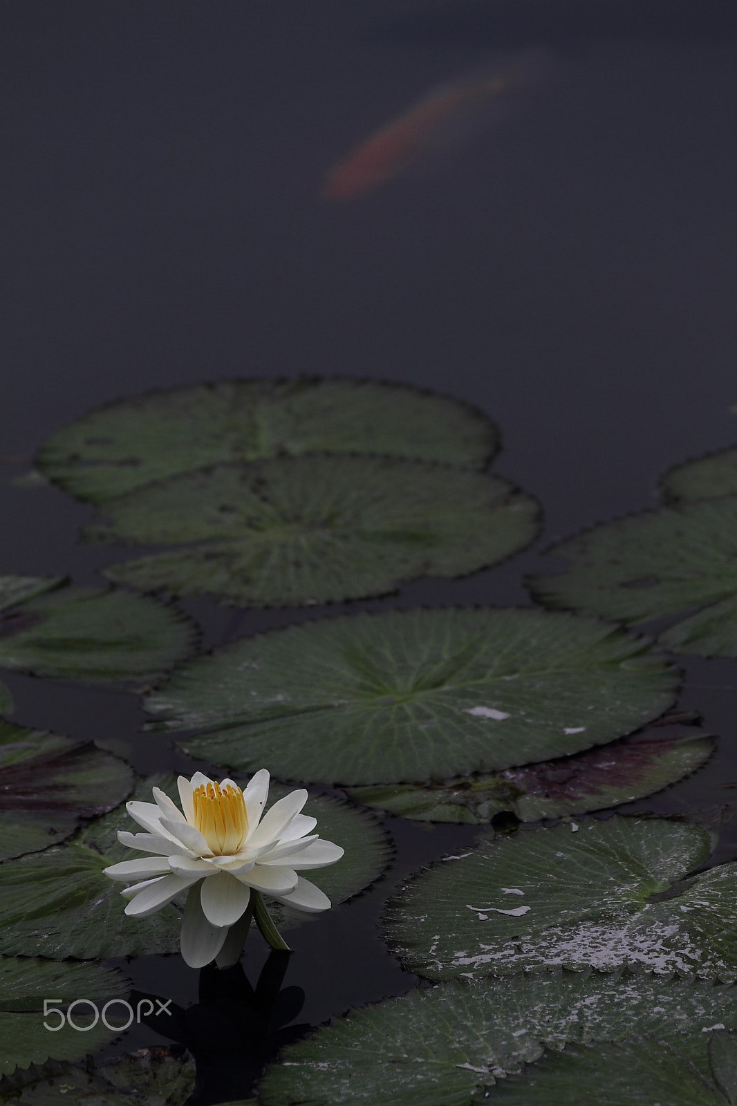 Canon EOS 7D sample photo. Fish singing love song to lotus photography