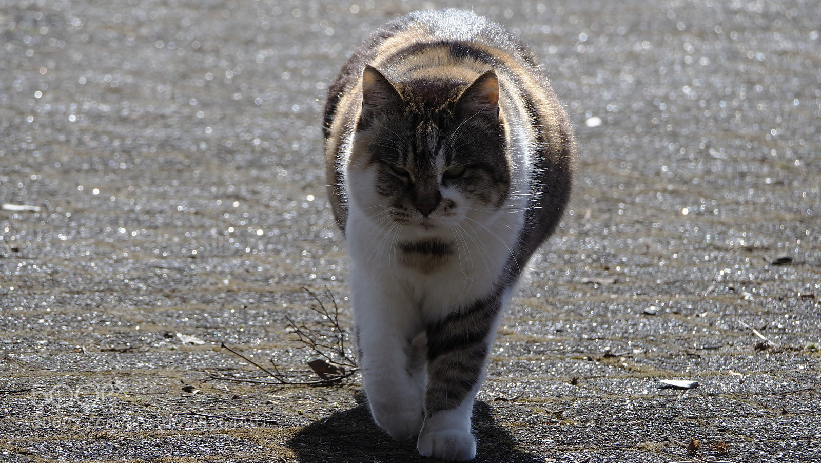 Olympus OM-D E-M1 Mark II sample photo. There is no choice photography