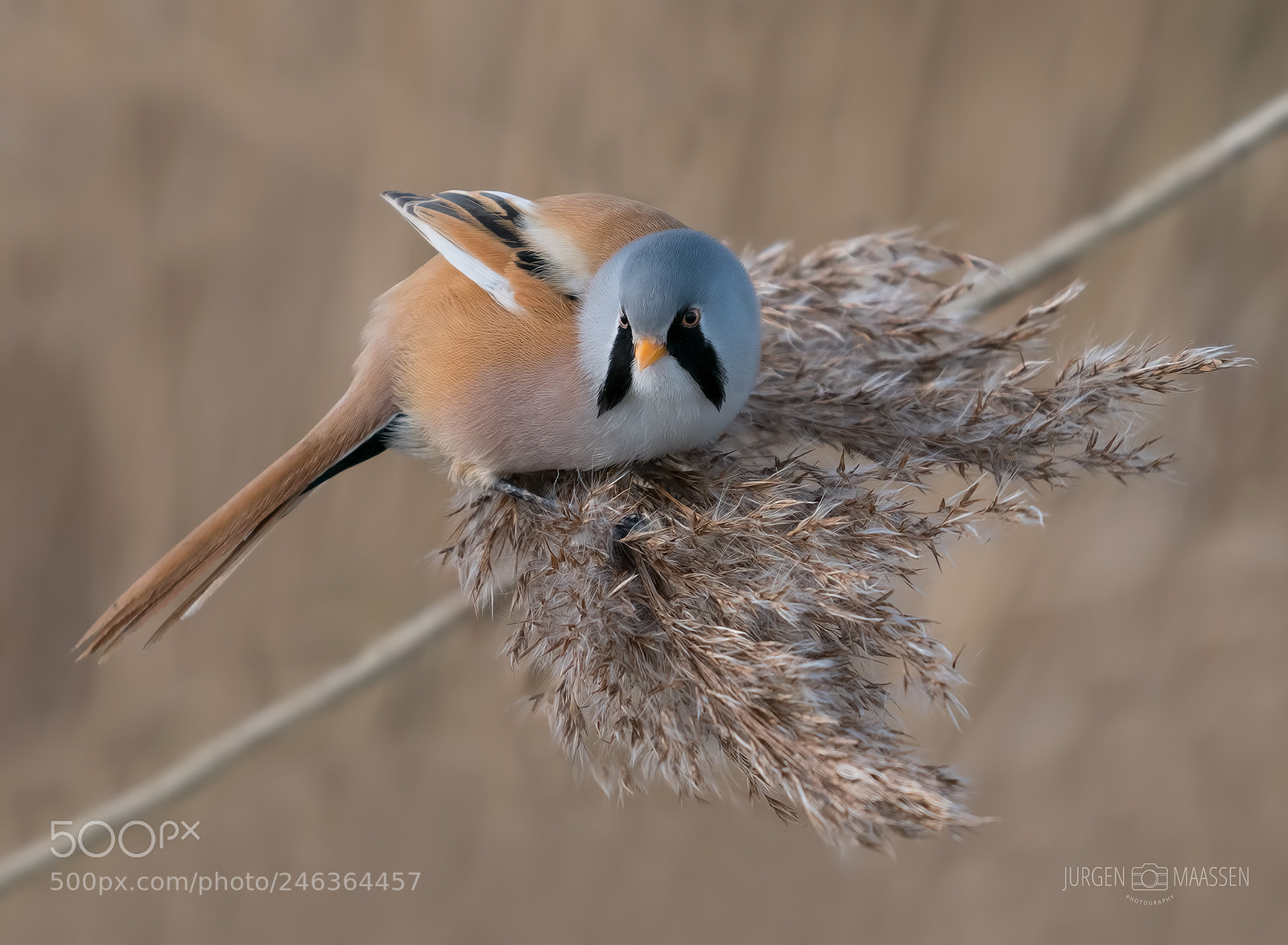 Panasonic Lumix DC-G9 sample photo. Bearded reedling. photography
