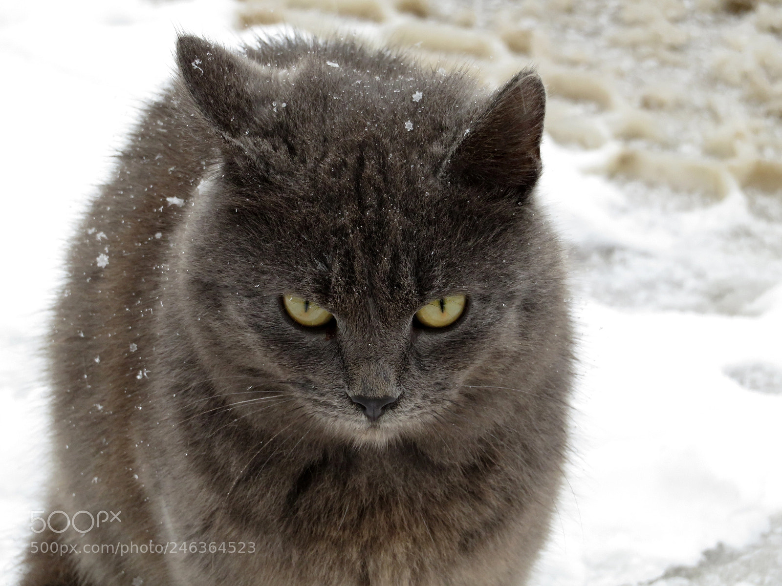 Canon PowerShot SX720 HS sample photo. Angry winter cat photography