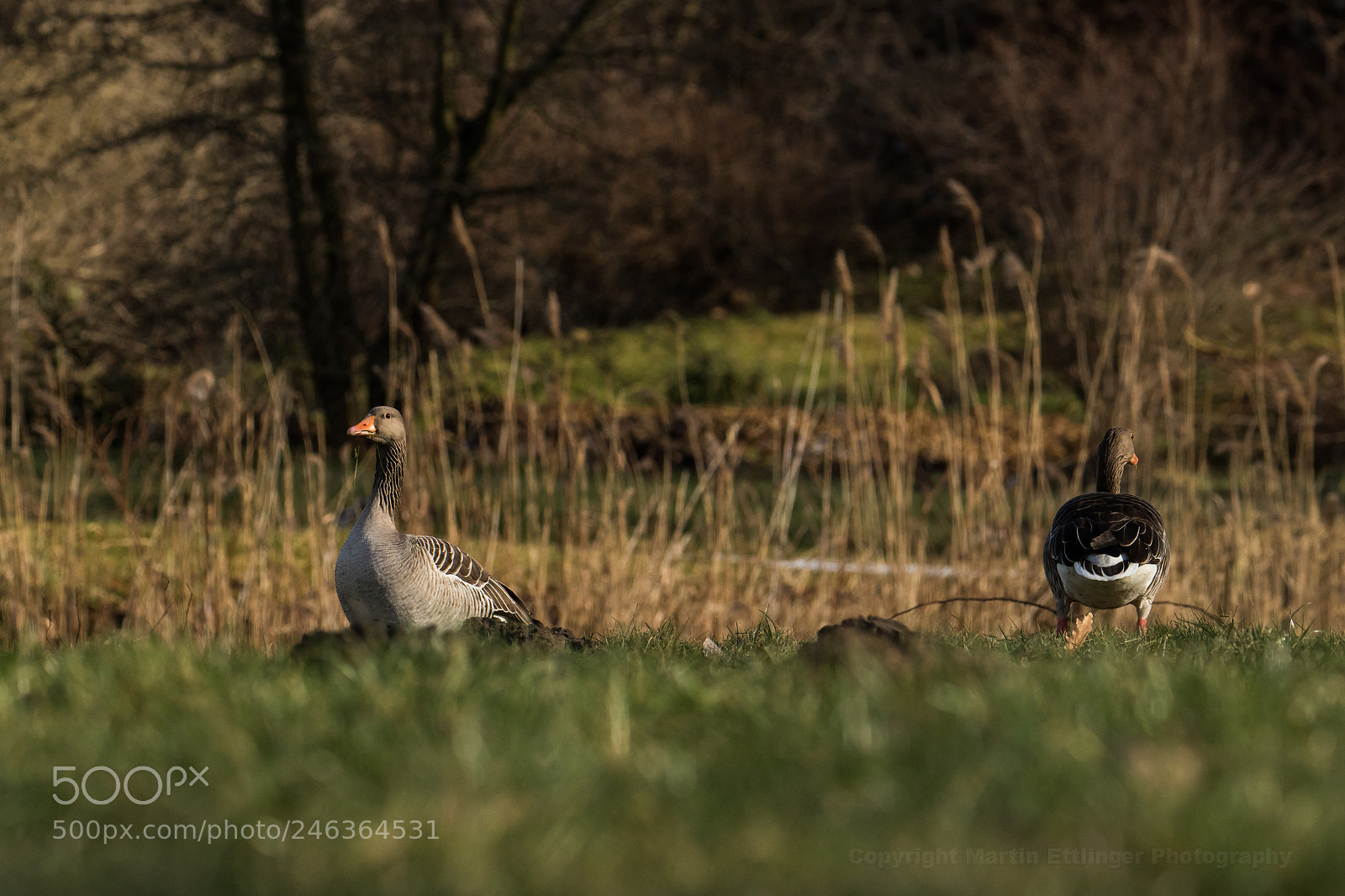 Canon EOS 7D Mark II sample photo. Gray geese anser anser photography