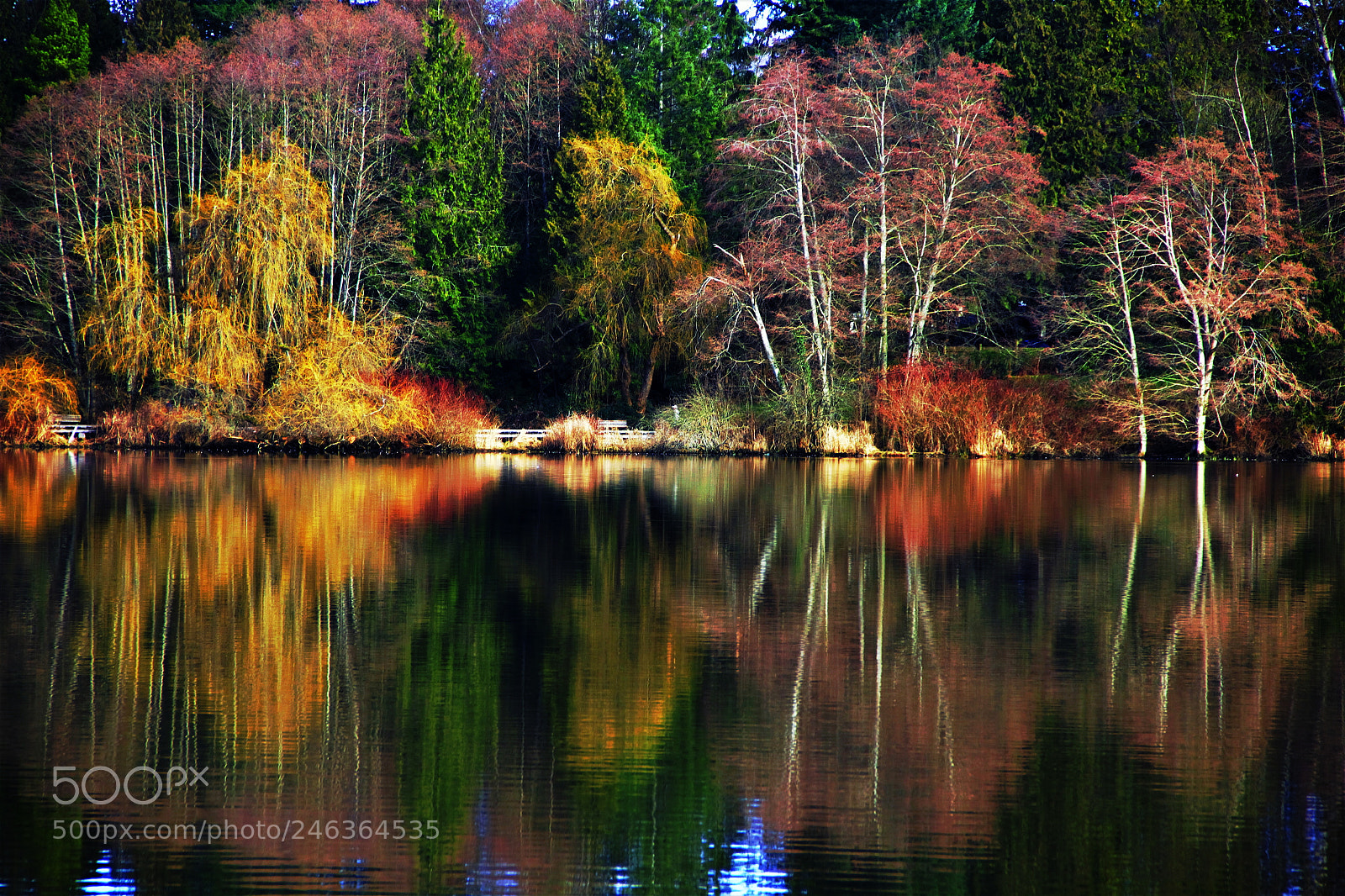 Canon EOS 60D sample photo. Reflections 1 -- 美丽的倒影 1 photography