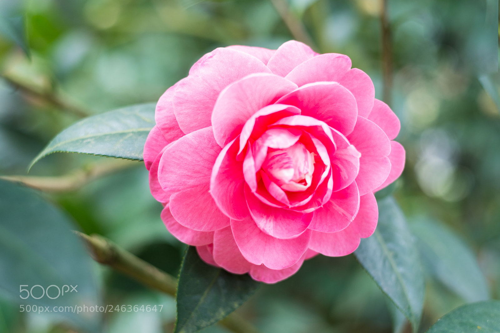 Nikon D610 sample photo. Camellia photography