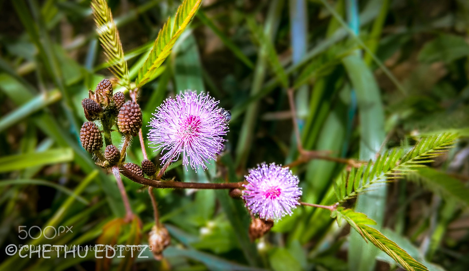 Xiaomi Redmi Note 4 sample photo. Lily flower photography