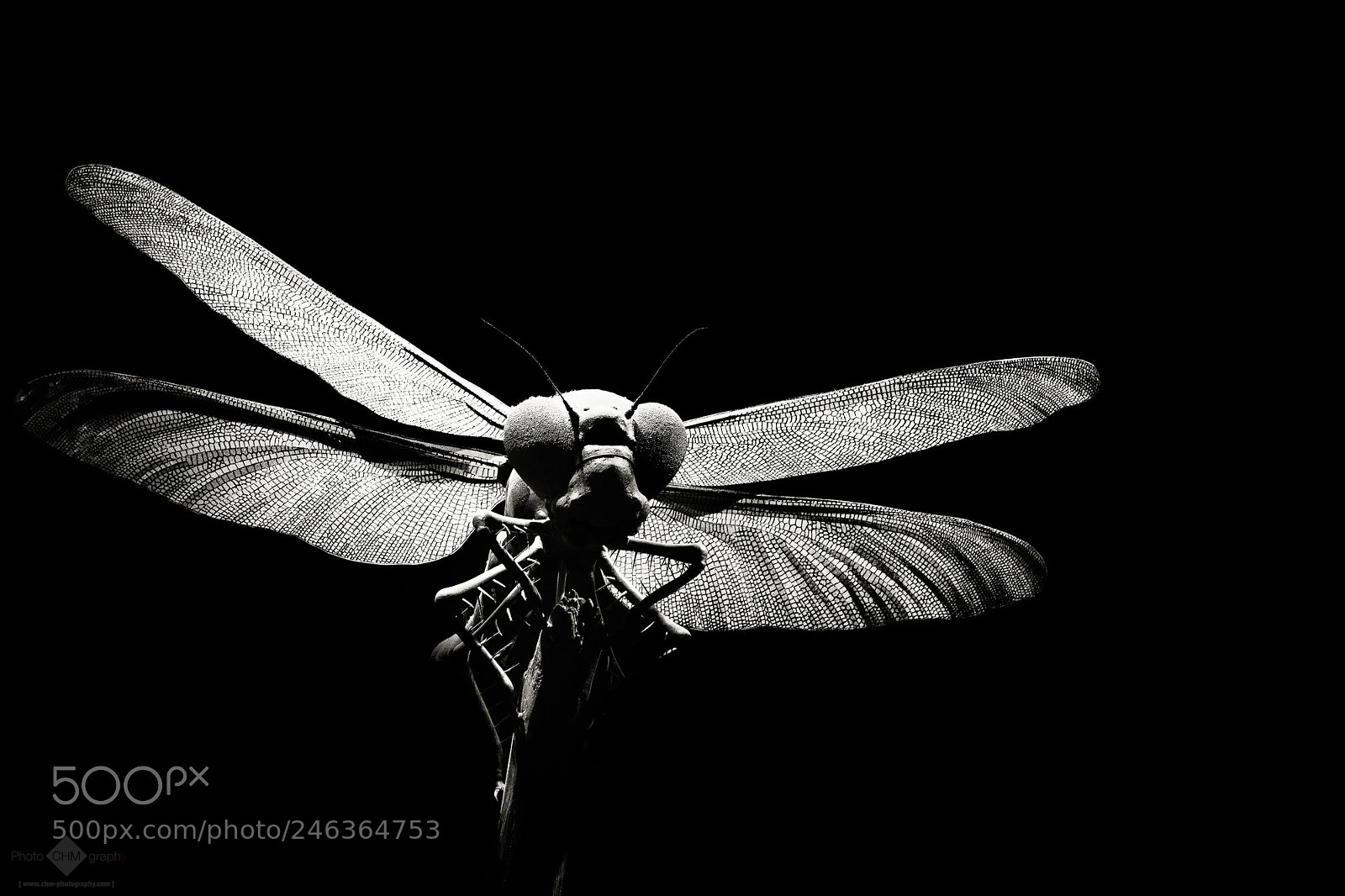 Nikon D7100 sample photo. Giant dragonfly photography