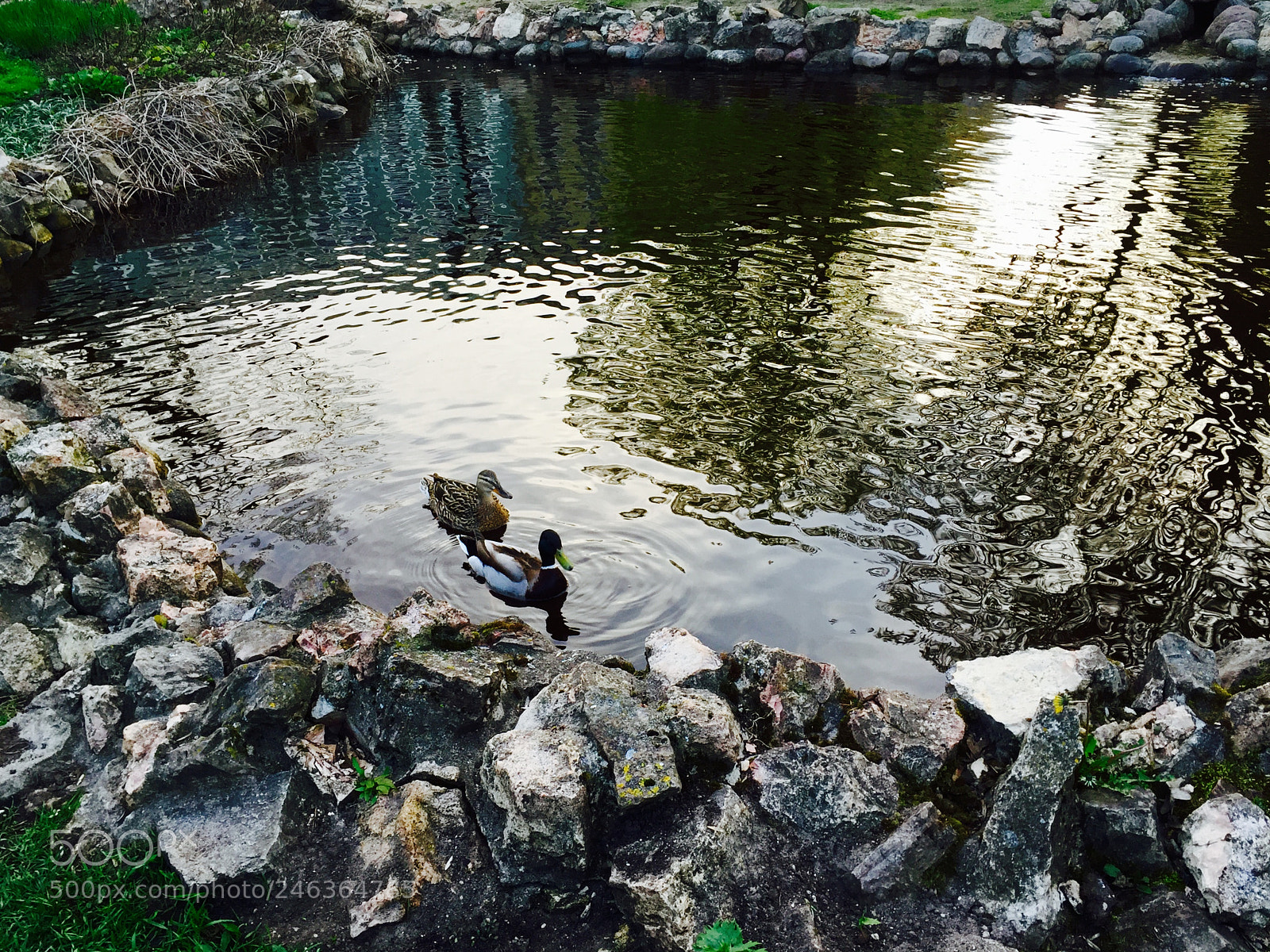 Apple iPhone 6 sample photo. Untitled photography