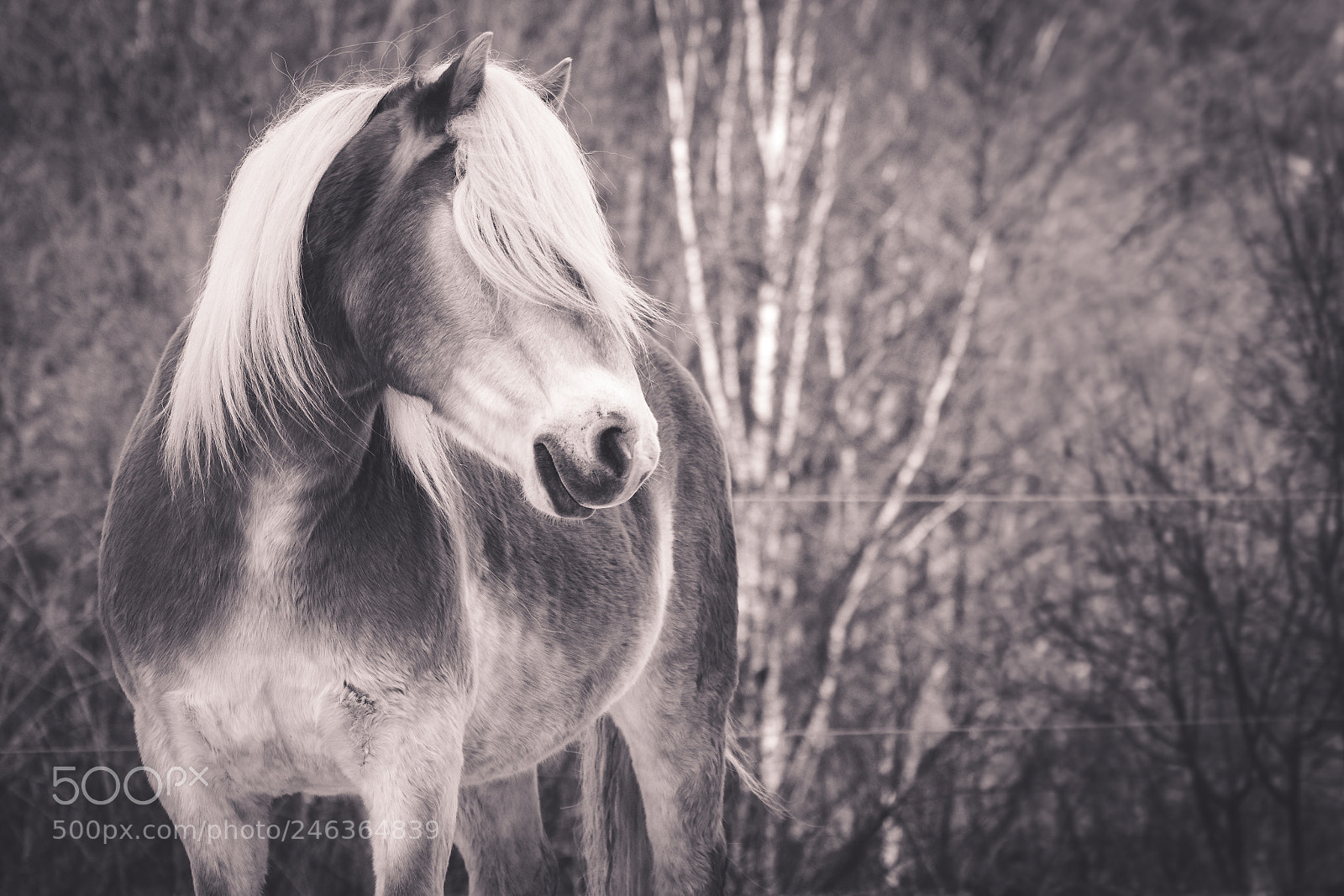 Nikon D7100 sample photo. Stunningly beautiful italian haflinger photography