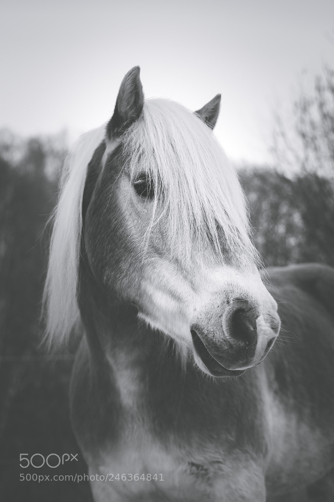 Nikon D3S sample photo. Stunningly beautiful italian haflinger photography