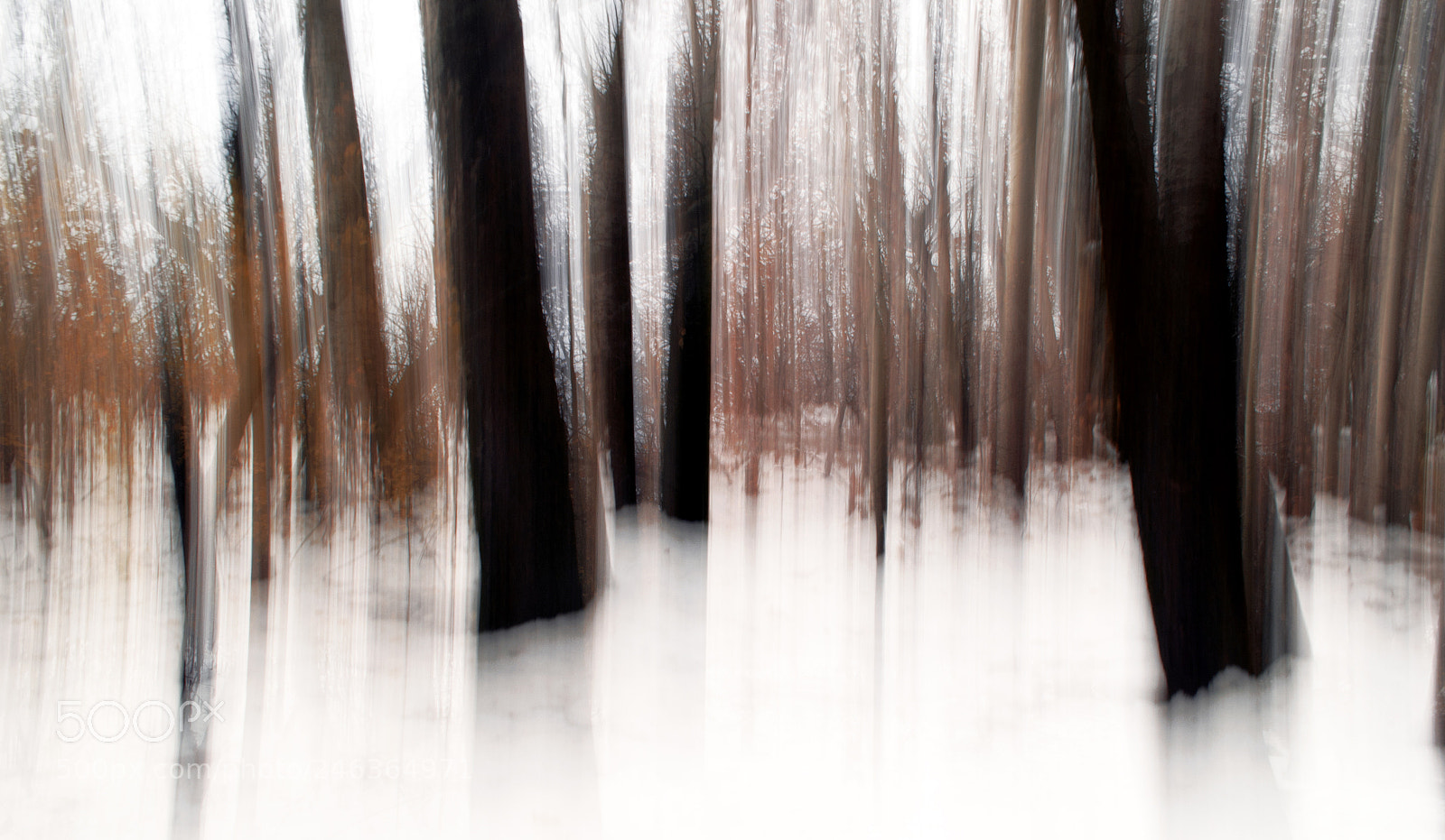 Nikon D3100 sample photo. Tree magic photography