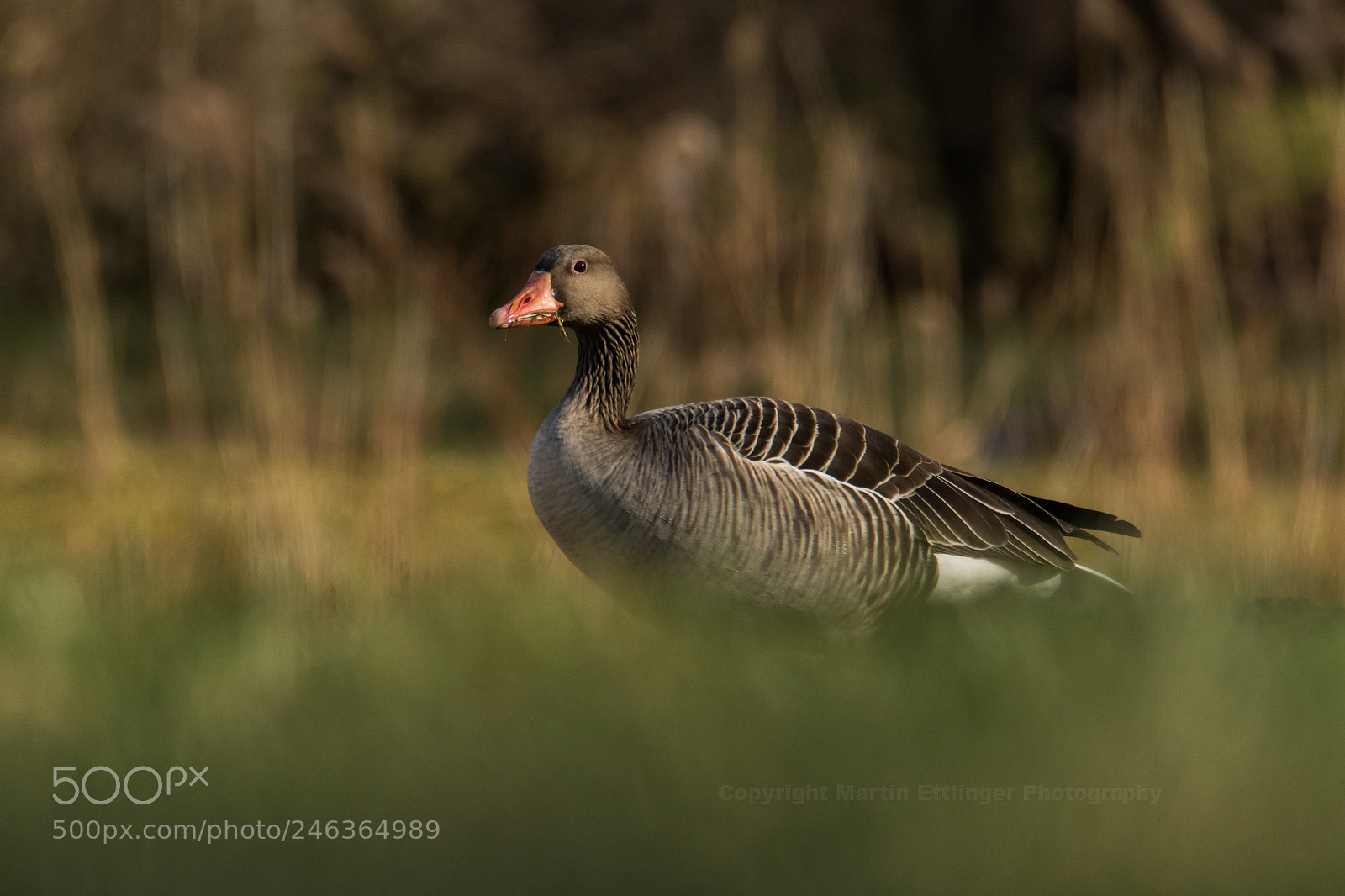 Canon EOS 7D Mark II sample photo. Gray goose anser anser photography