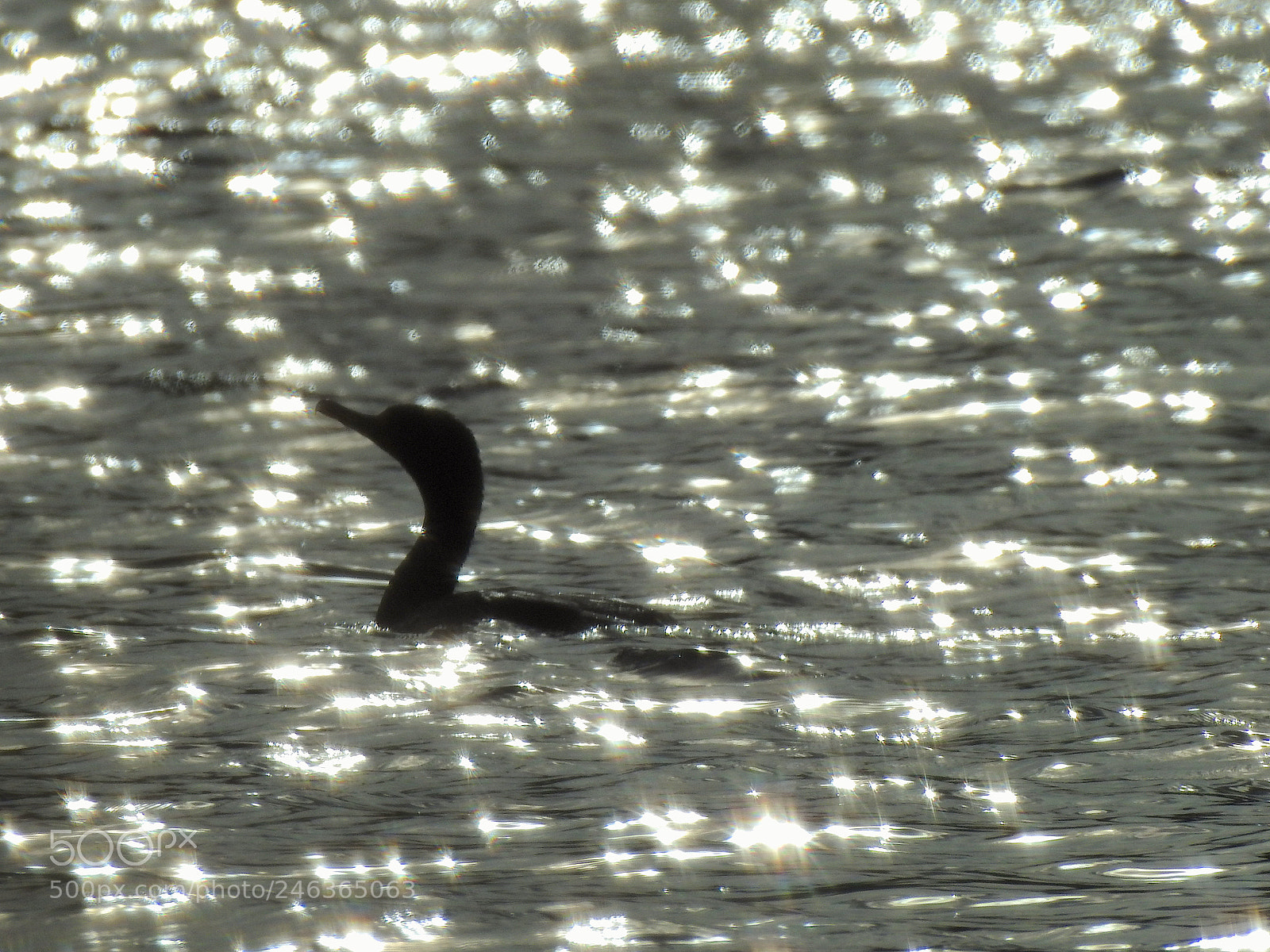 Nikon Coolpix P900 sample photo. Double-crested photography