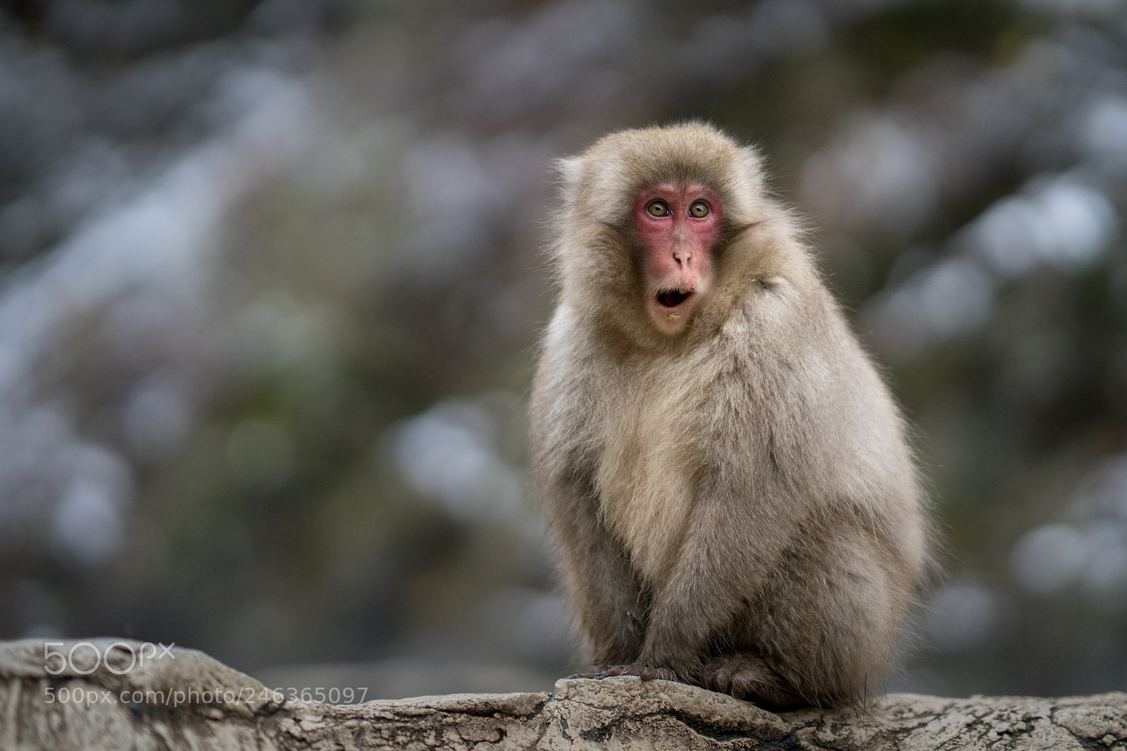 Sony a7 II sample photo. Monkey surprise photography
