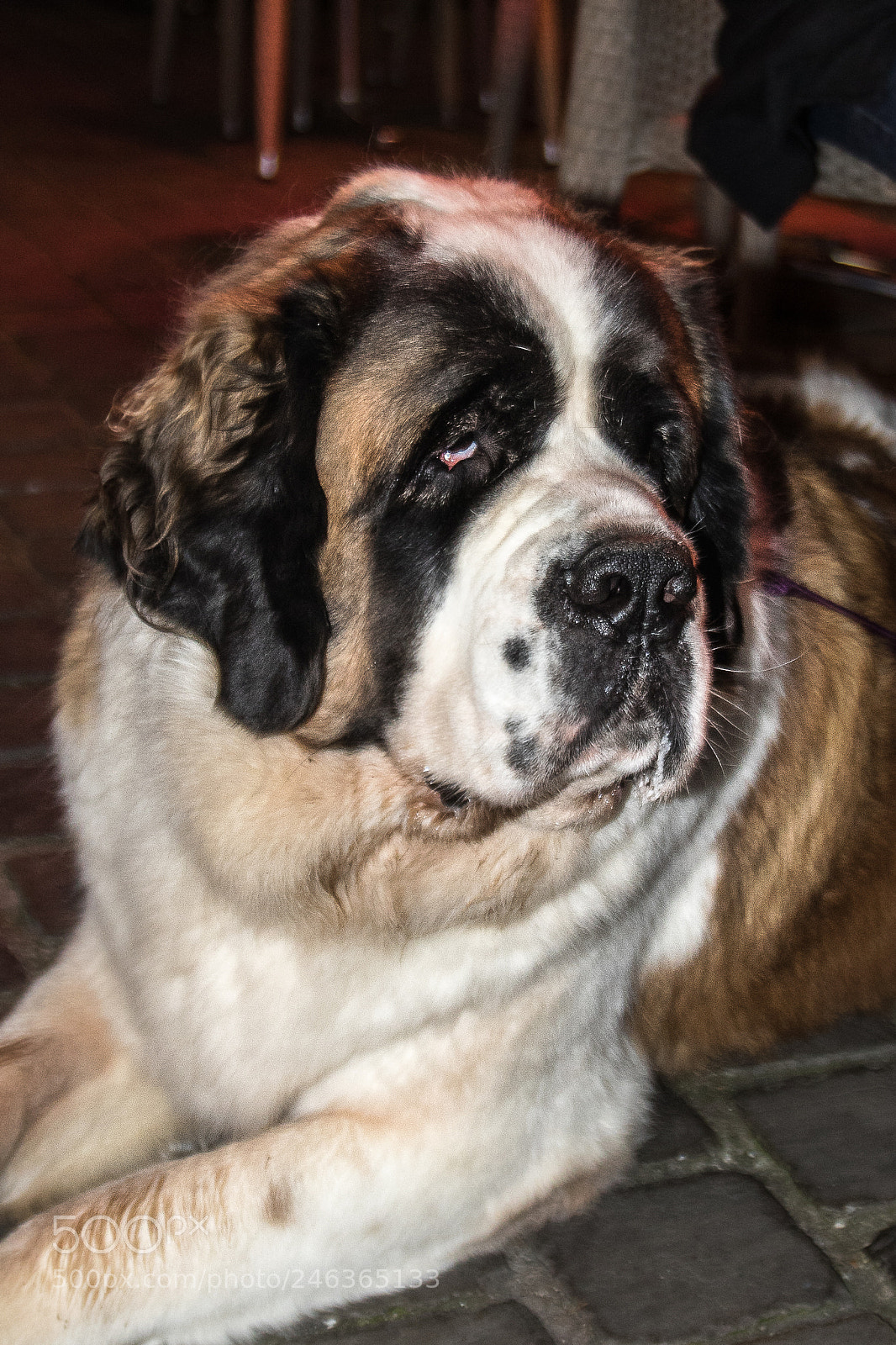 Canon EOS 7D Mark II sample photo. Ha photography