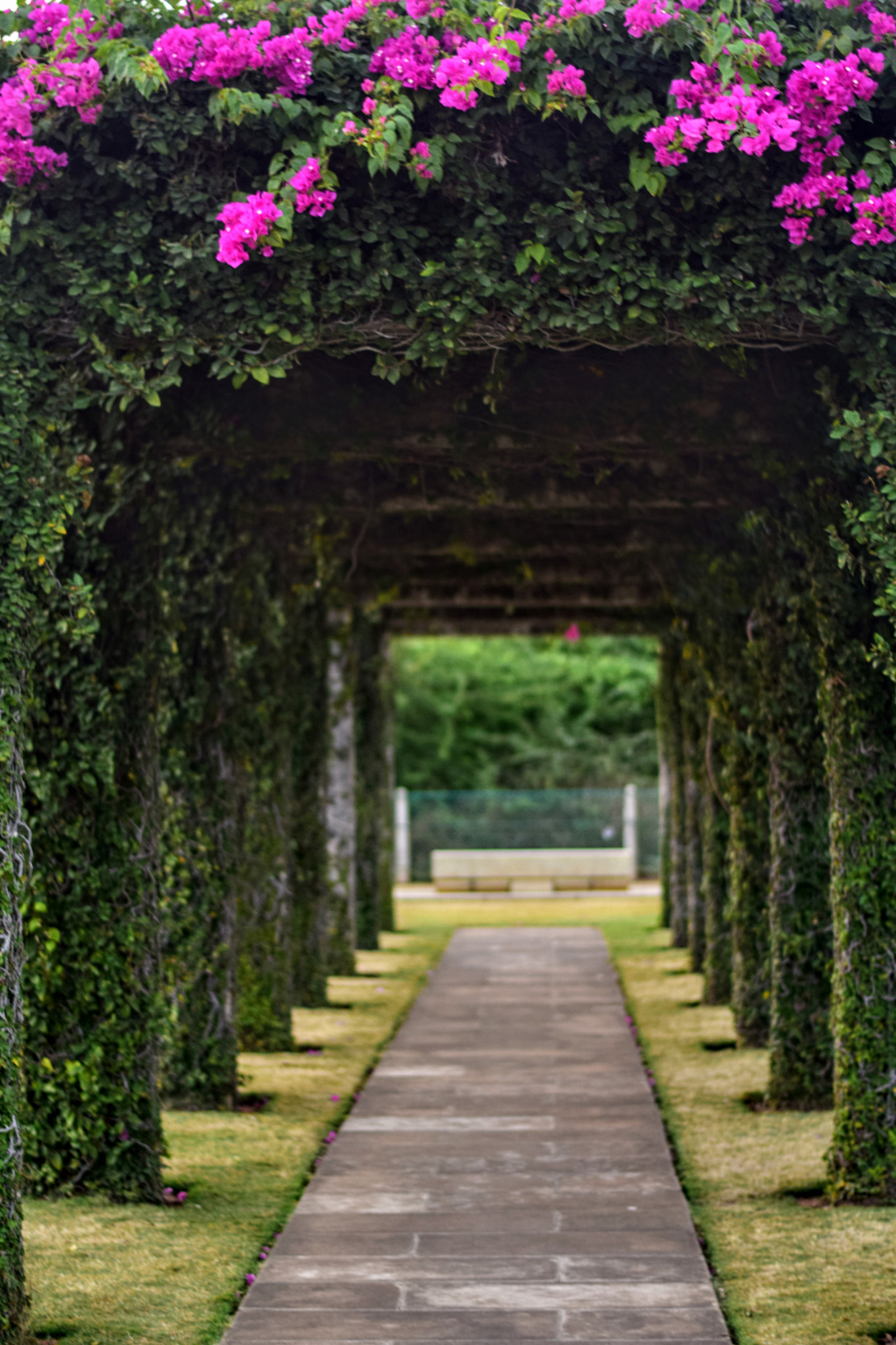 Nikon AF-S Nikkor 50mm F1.8G sample photo. Path photography