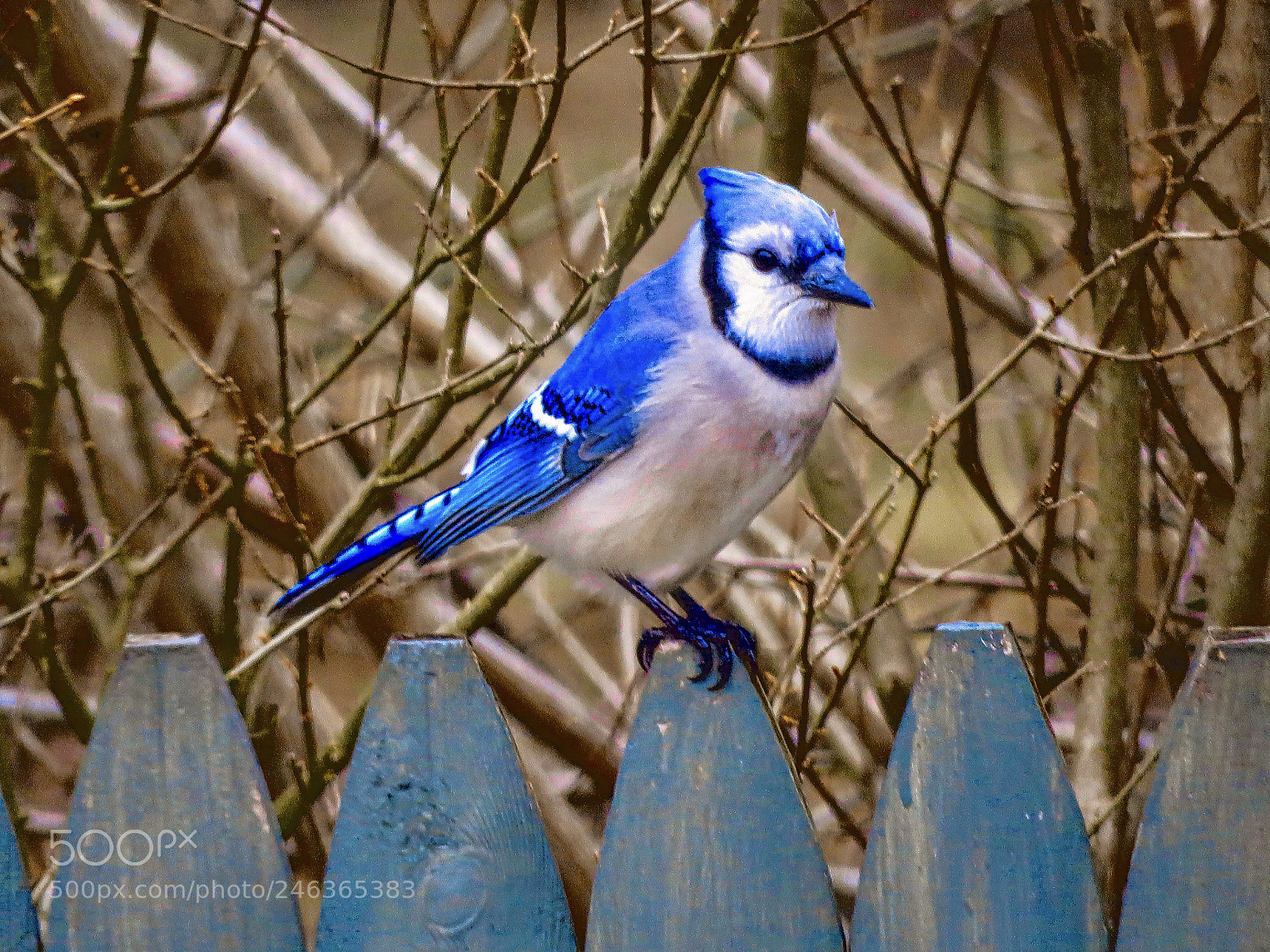 Canon PowerShot SX60 HS sample photo. A blue jay photography