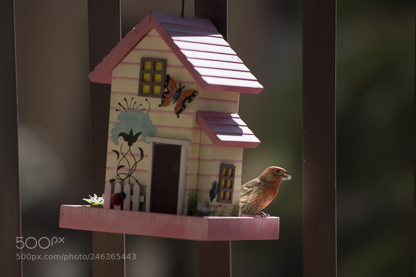Nikon D810 sample photo. Bird feeding photography