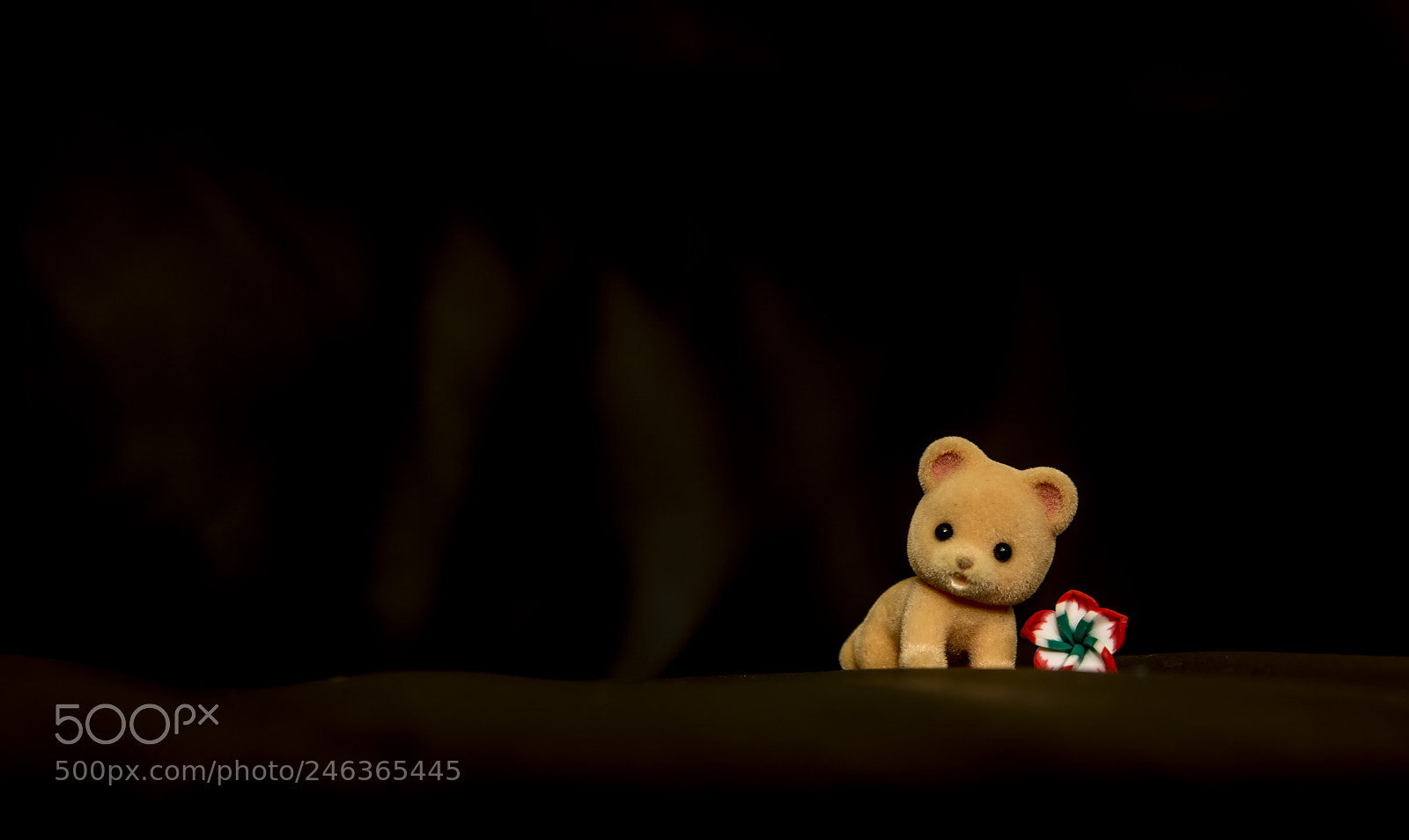 Nikon D810 sample photo. Bear look photography