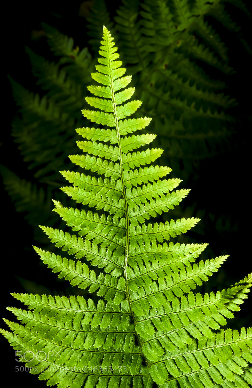 Nikon D810 sample photo. Christmas leaf photography
