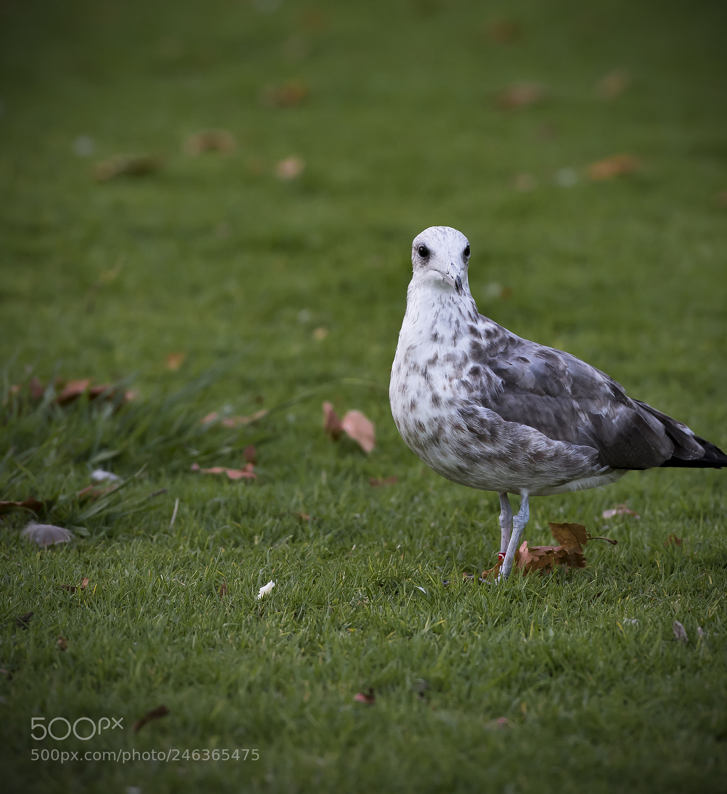Nikon D810 sample photo. Bird photography