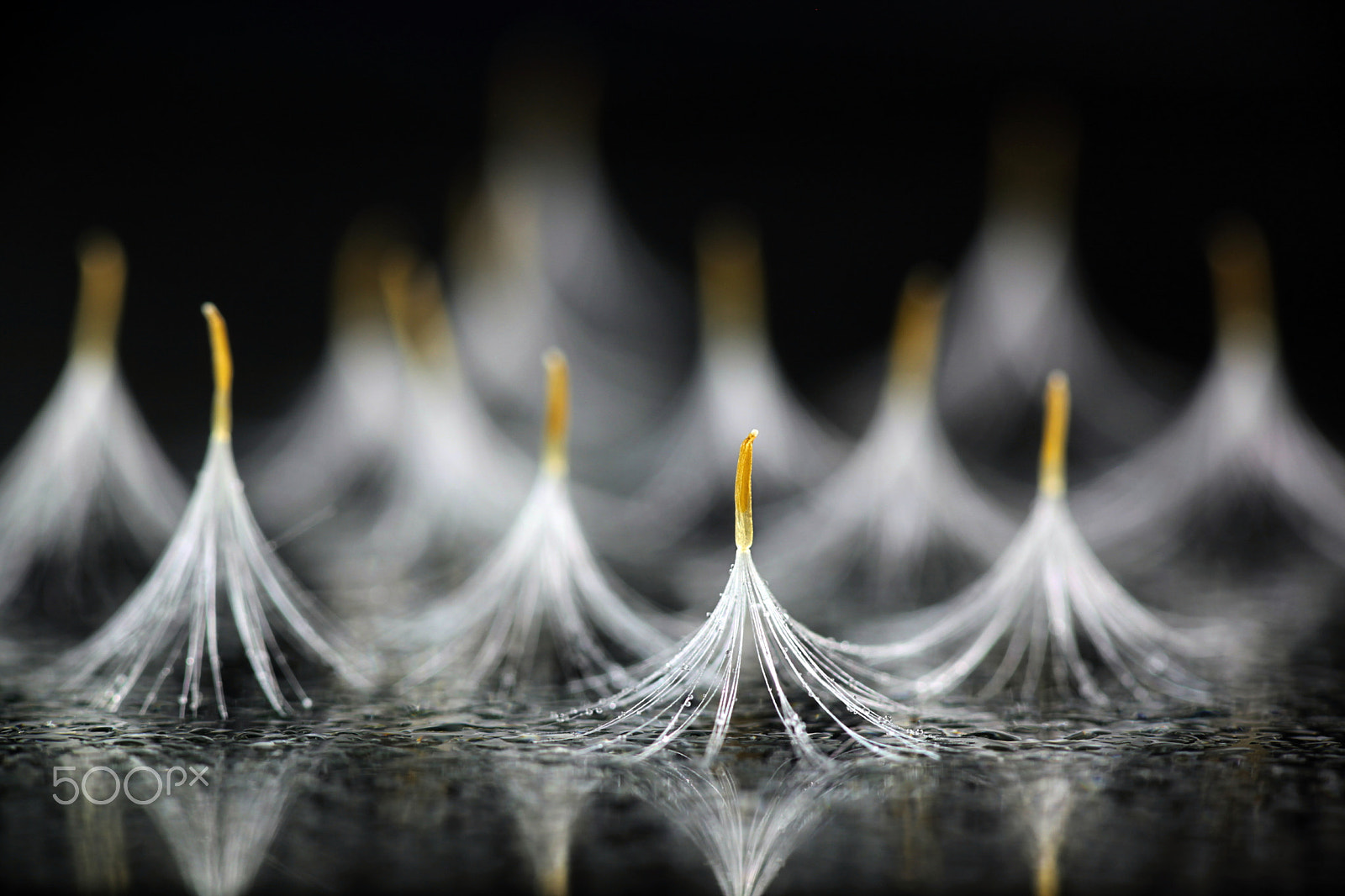 Canon EF 100mm F2.8L Macro IS USM sample photo. Seeds of coltsfoot photography