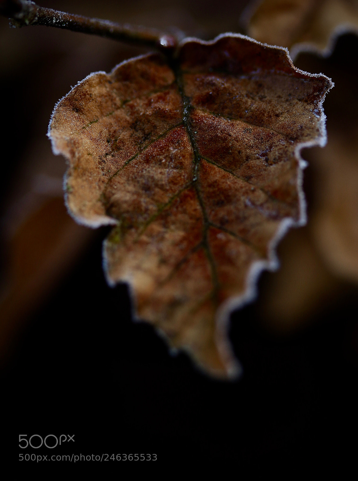 Canon EOS 7D Mark II sample photo. Frozen leaf photography