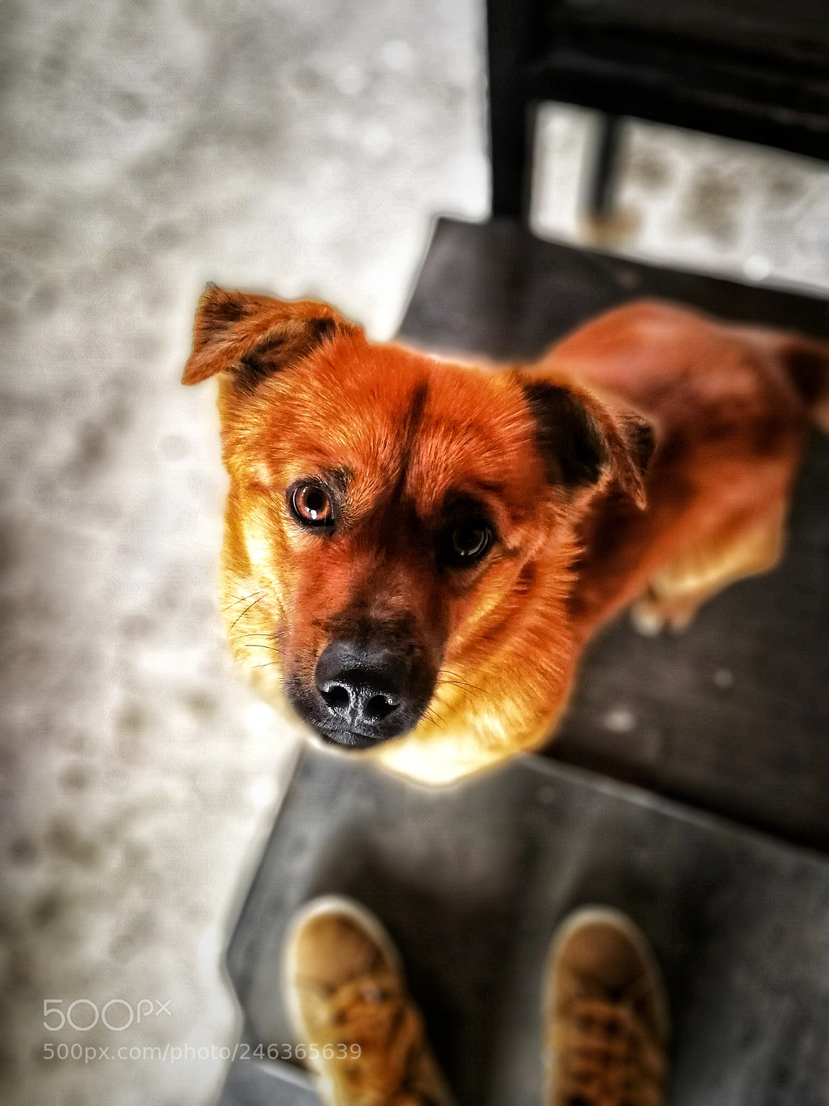 HUAWEI P10 sample photo. Little dog photography