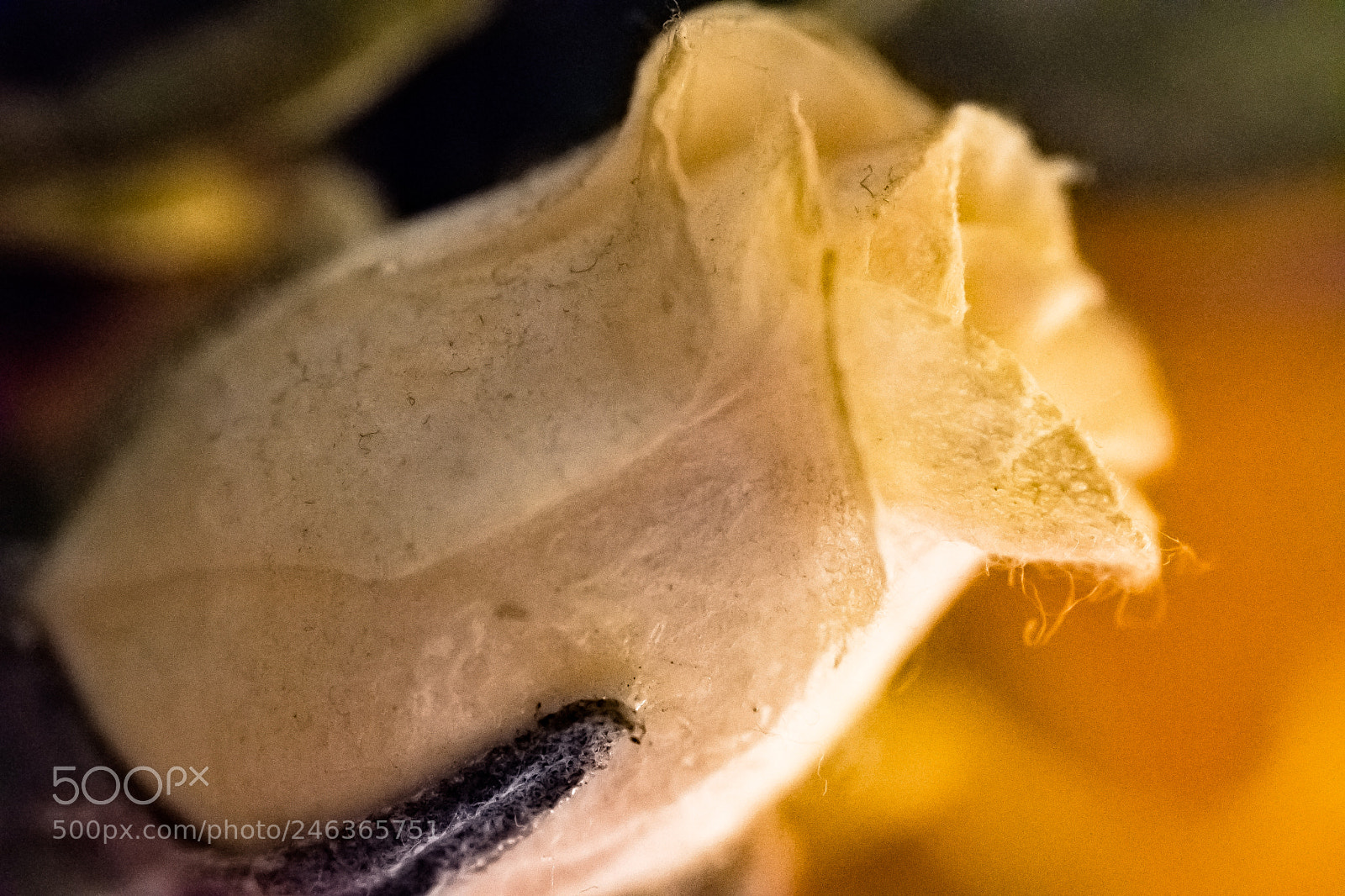 Nikon D500 sample photo. Testing the limits photography