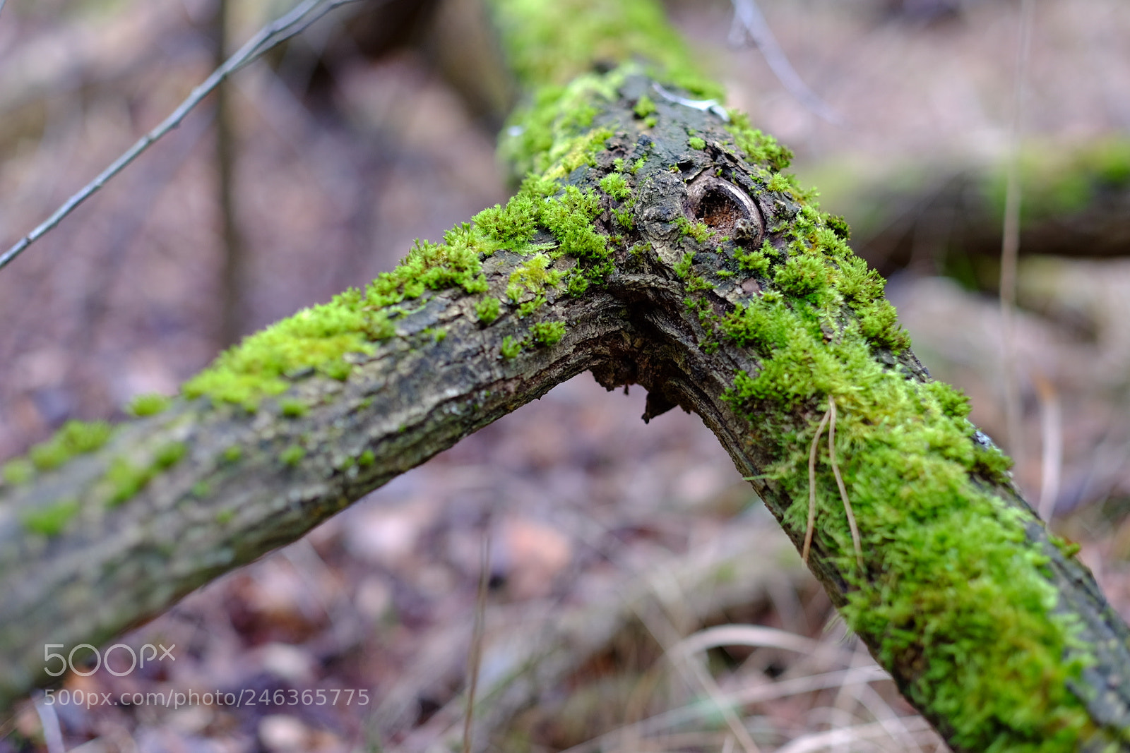 Fujifilm X-T10 sample photo. Green photography