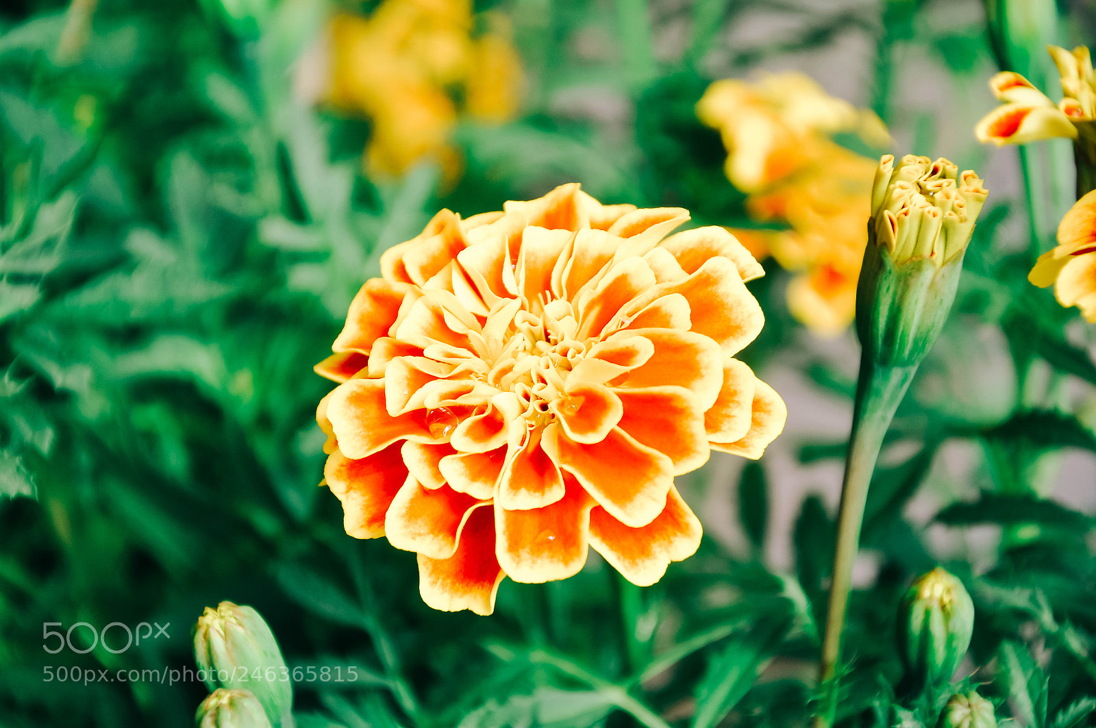 Nikon D90 sample photo. Untitled photography